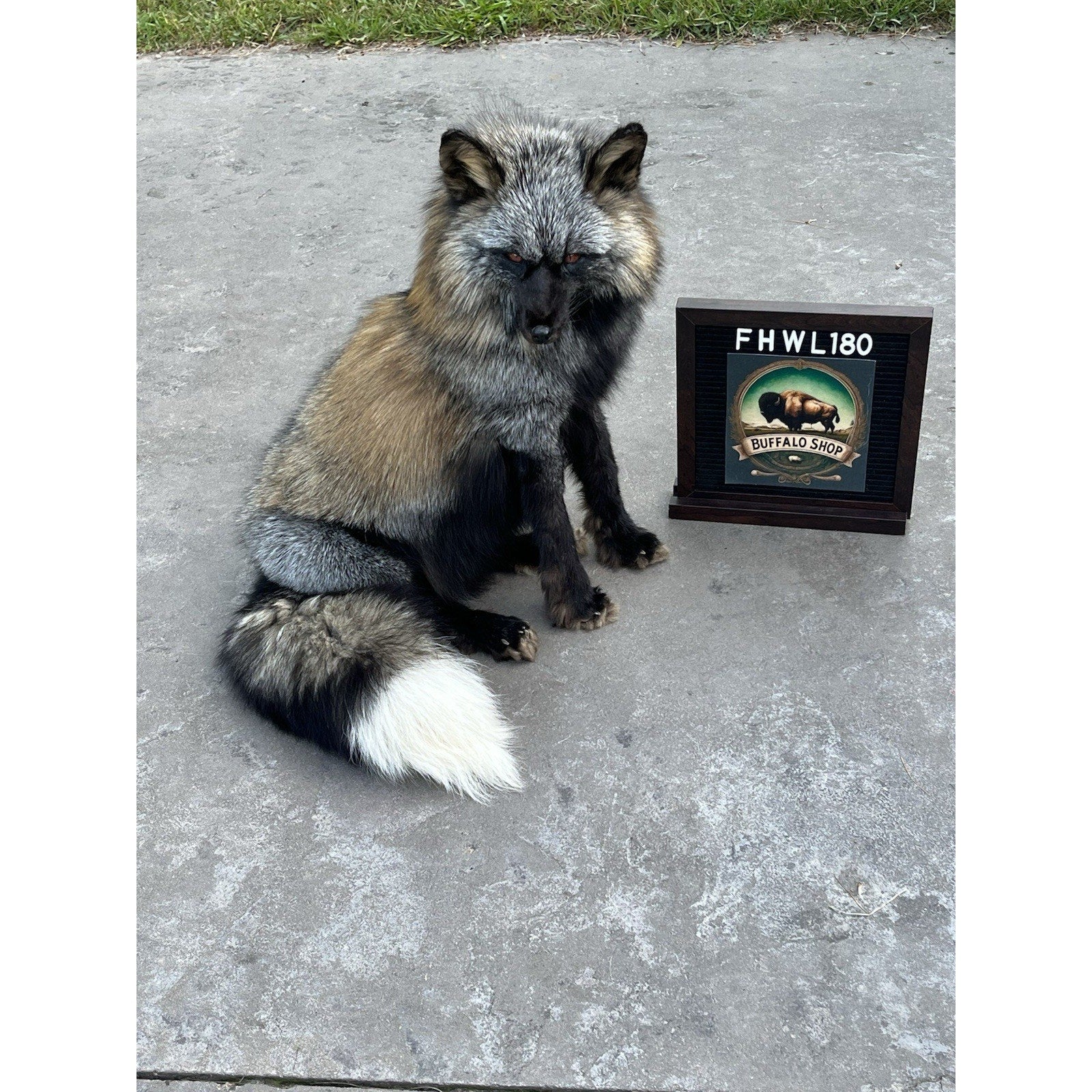 FHWL180- Museum Quality Red Fox Taxidermy mount