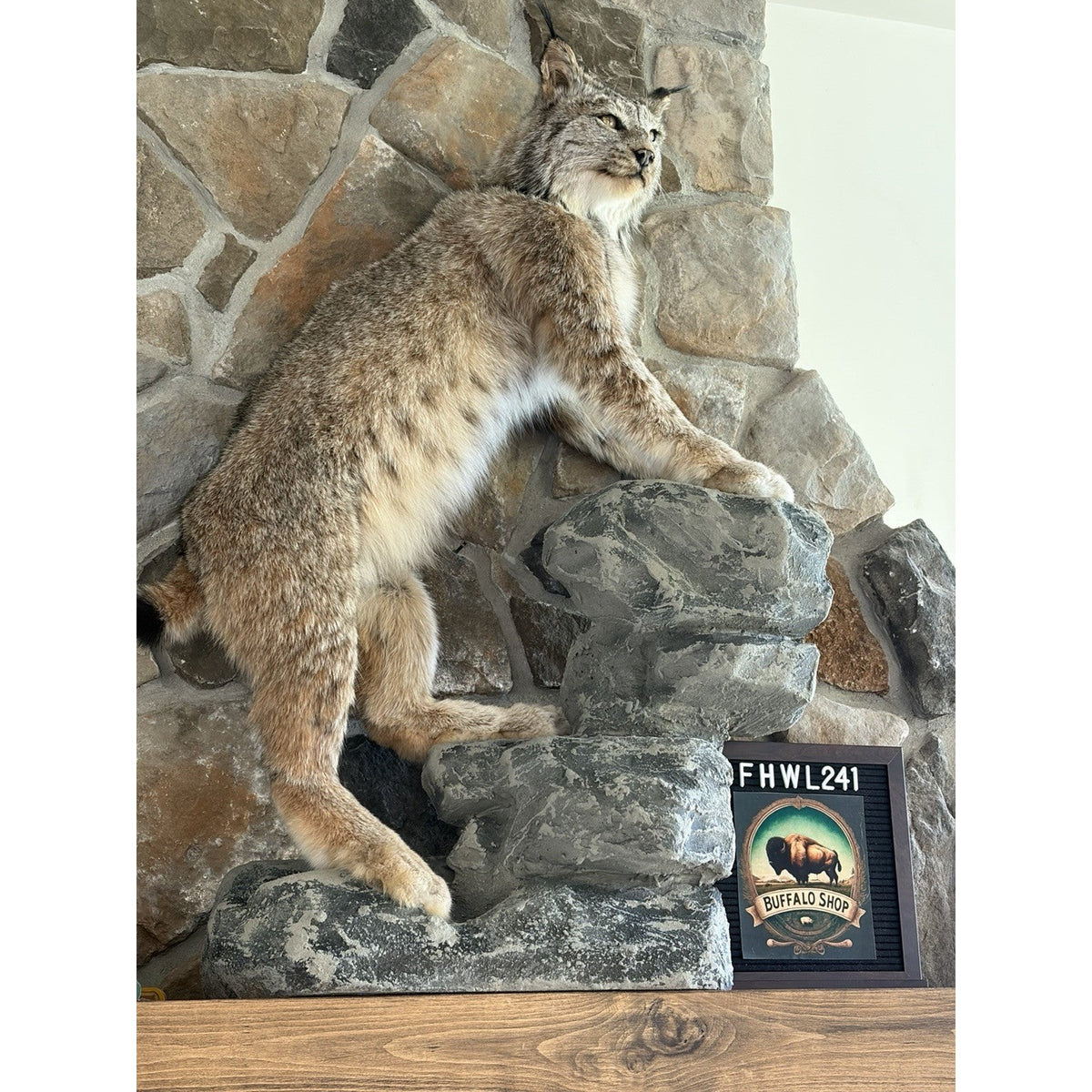 FHWL241 - Museum Quality Alaskan Lynx Taxidermy Full Body Mount Prime Fur