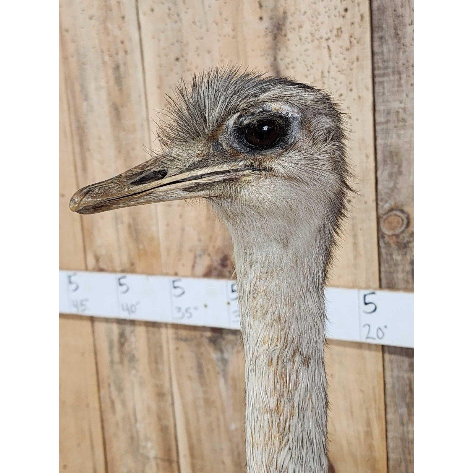 FHHFK1 - Rhea Full Body Bird Taxidermy Taxidermy Mount