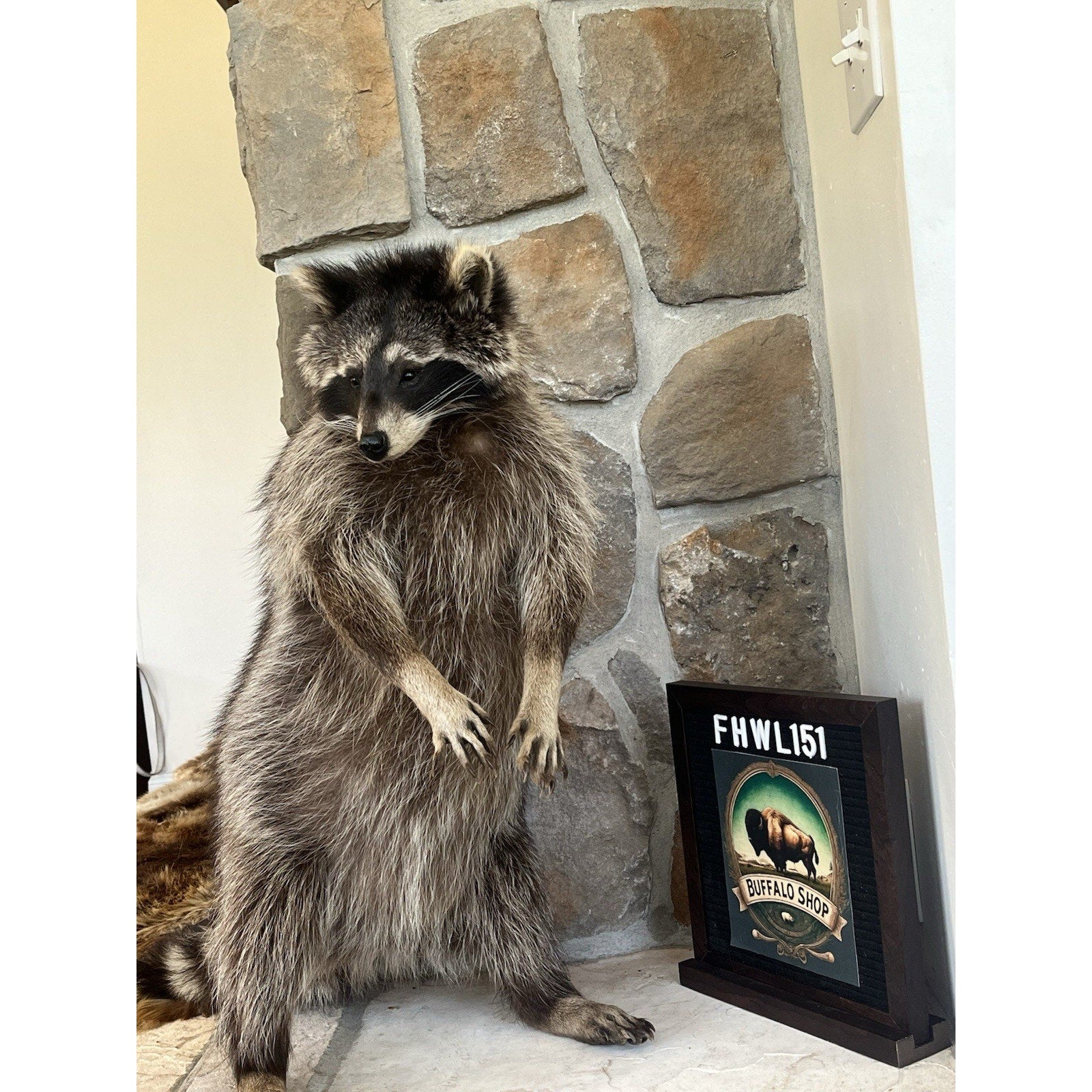 FHWL151 - Fat Raccoon Taxidermy Mount