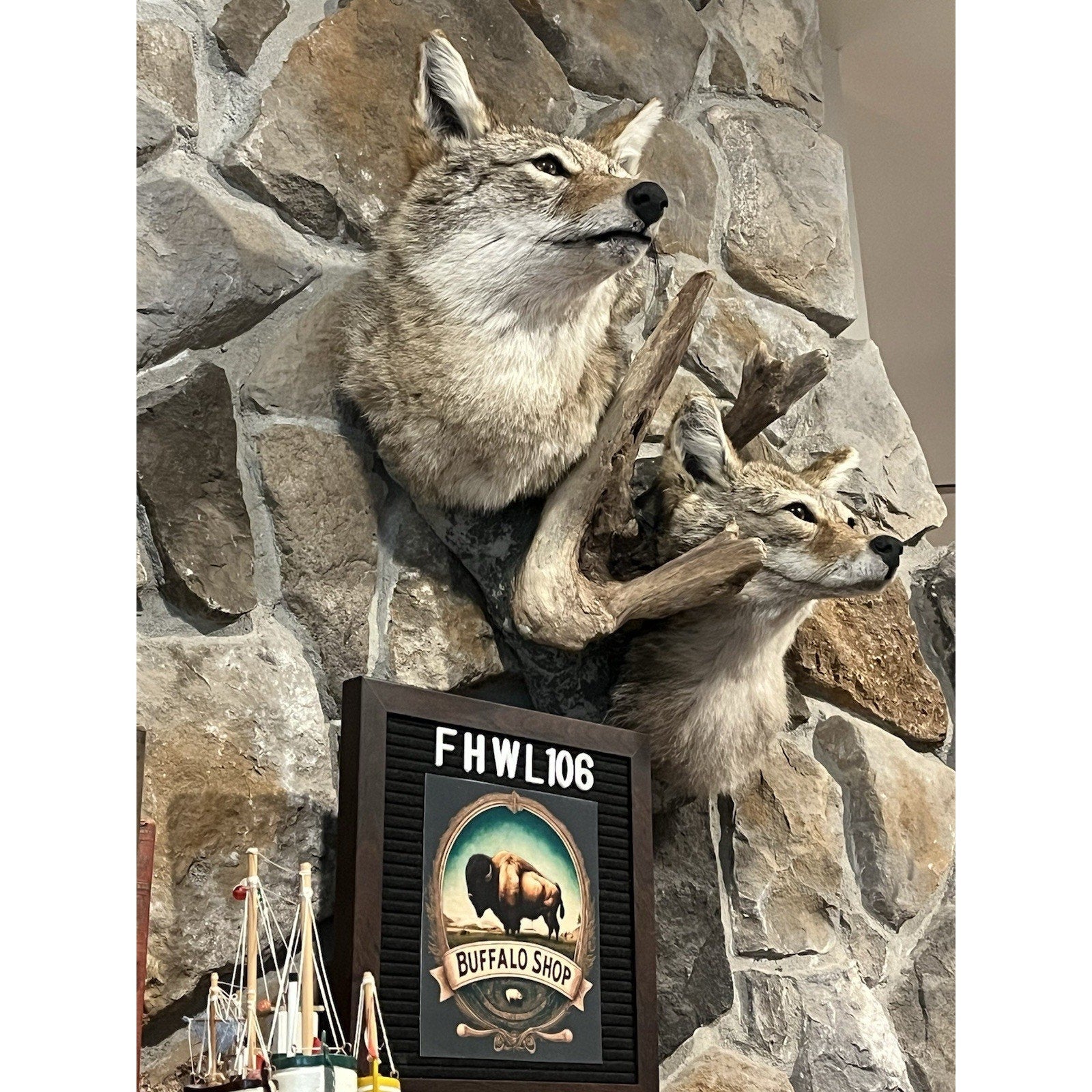 FHWL106 - Pair Of Coyote Shoulder Museum Quality mount Taxidermy