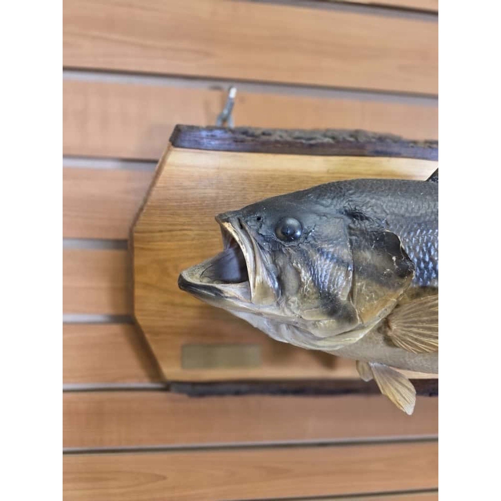 JTV229 - Real Skin Bass Fish Taxidermy Mount 20”