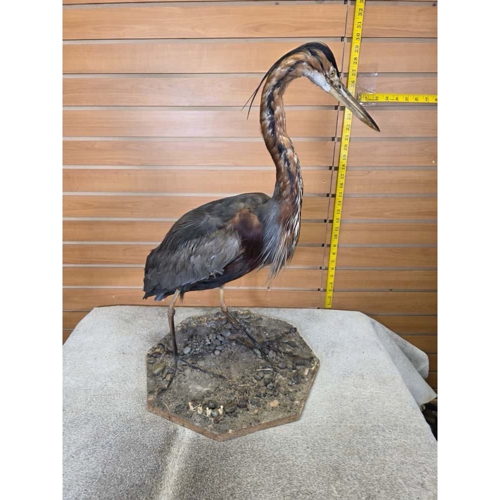 FHCM4- Purple Heron taxidermy mount