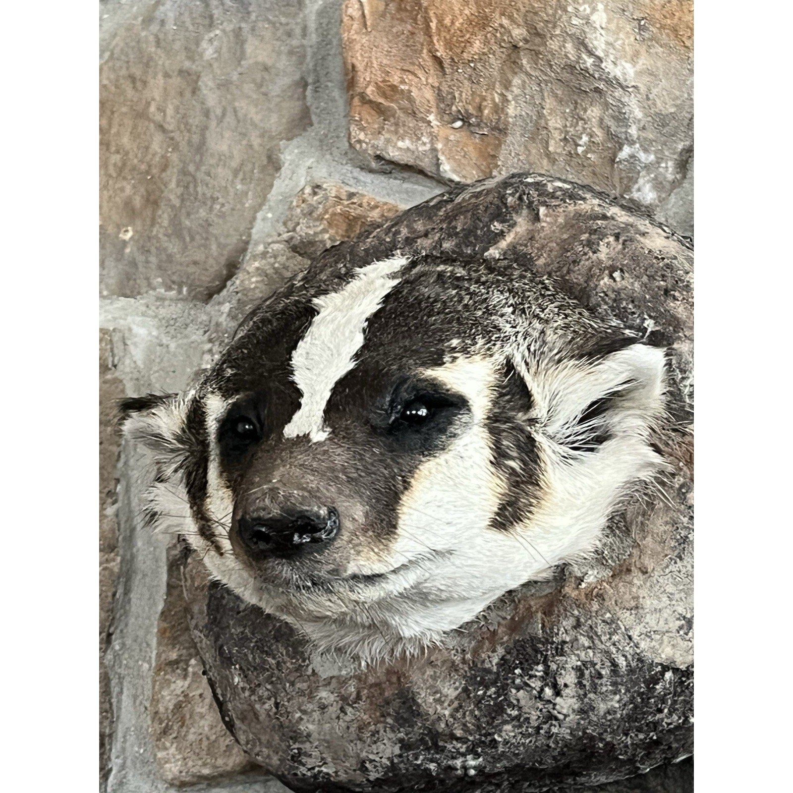 FHWL52 - Badger Shoulder Museum Quality mount Taxidermy