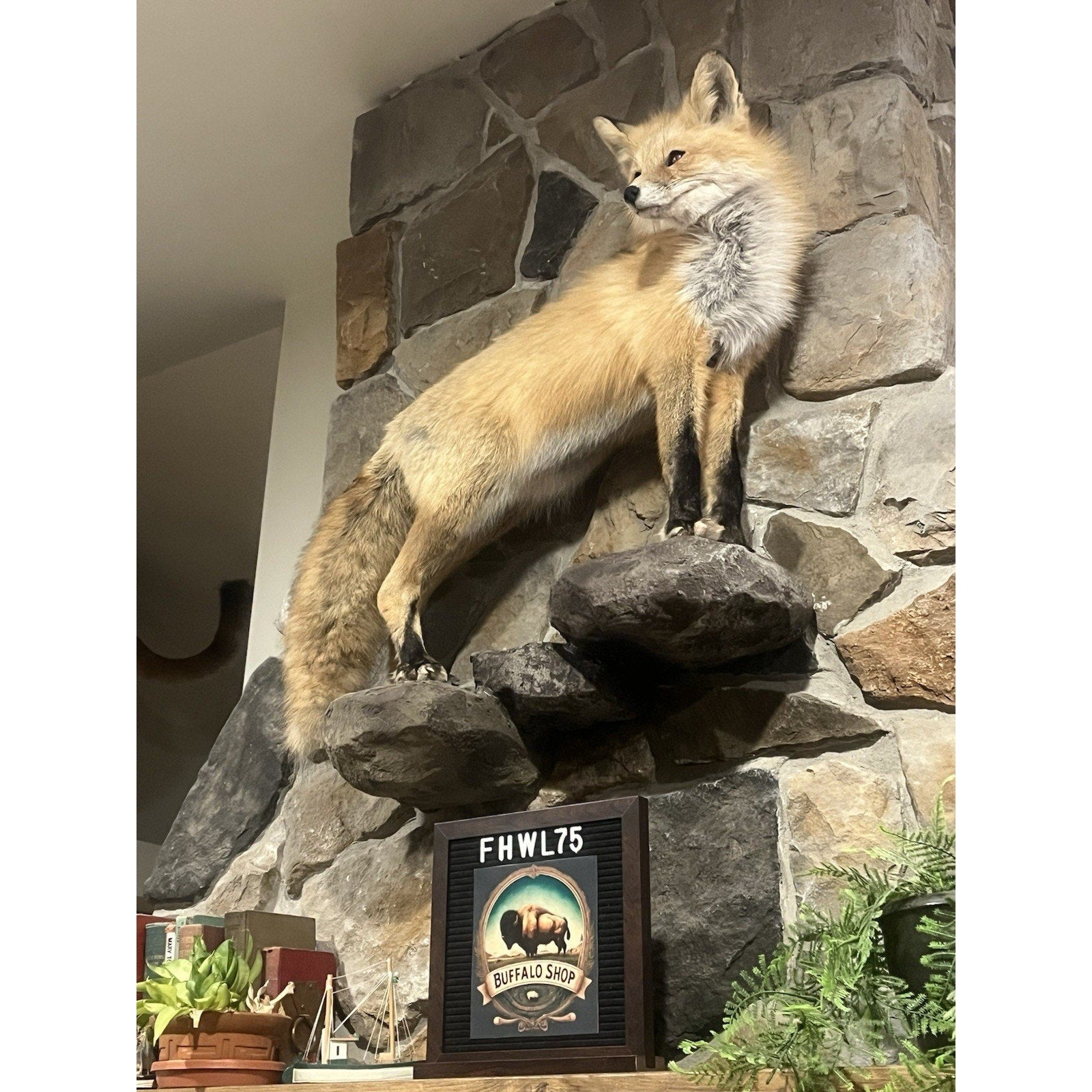 FHWL75 - Museum Quality Red Fox Taxidermy mount