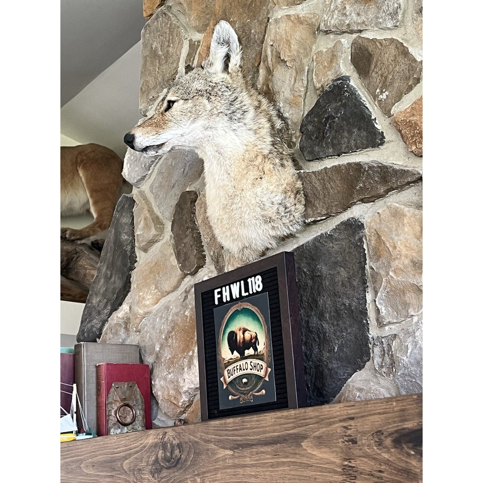 FHWL118 - Coyote Shoulder Museum Quality mount Taxidermy (slight Right)