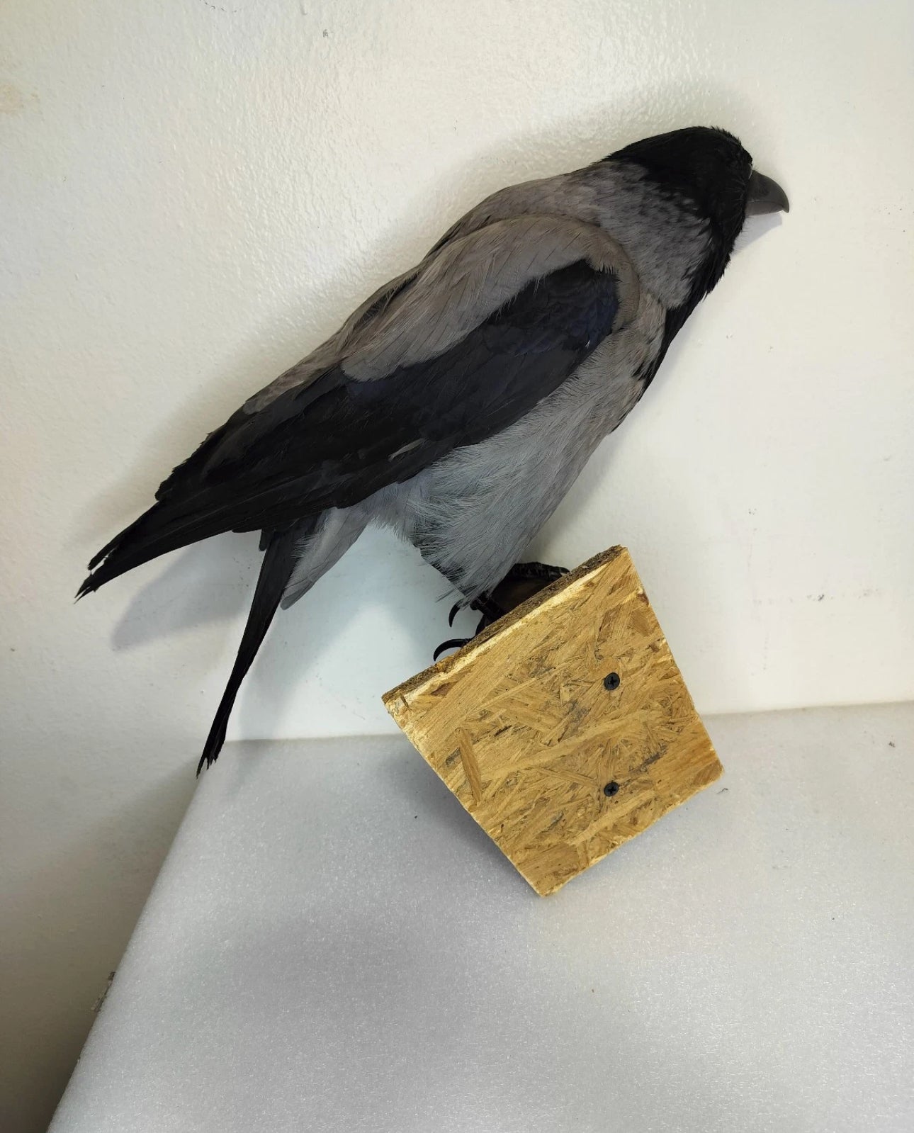 FHBIRD524- Hooded Crow taxidermy mount