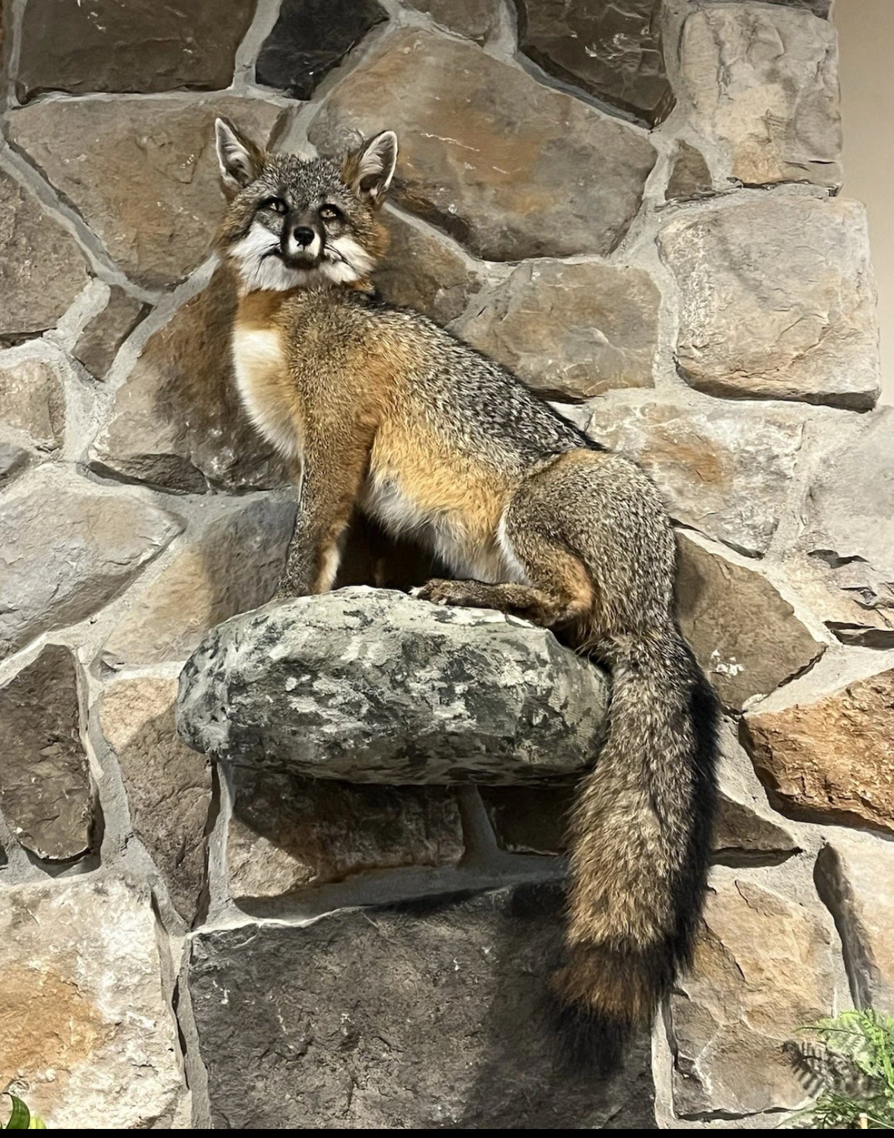 FHWA0824-Grey Fox Taxidermy Full Body Mount Cabin Camp Man Cave