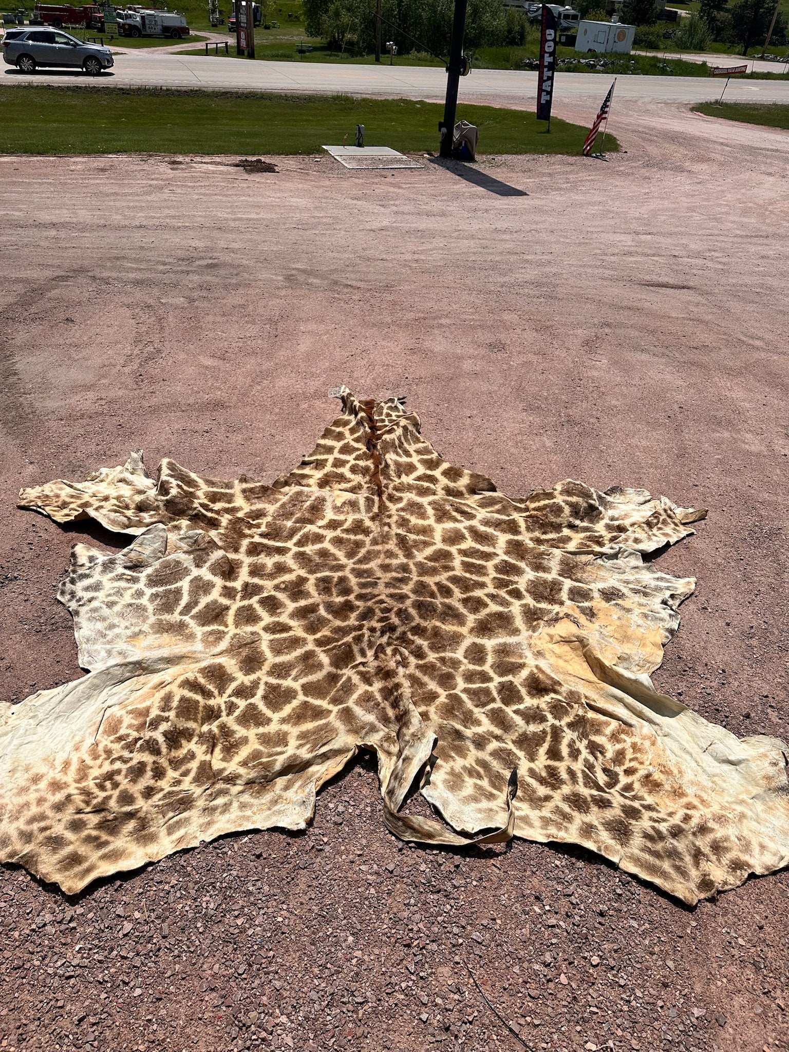 FHGIRAF1- Big Giraffe Tanned Skin Taxidermy