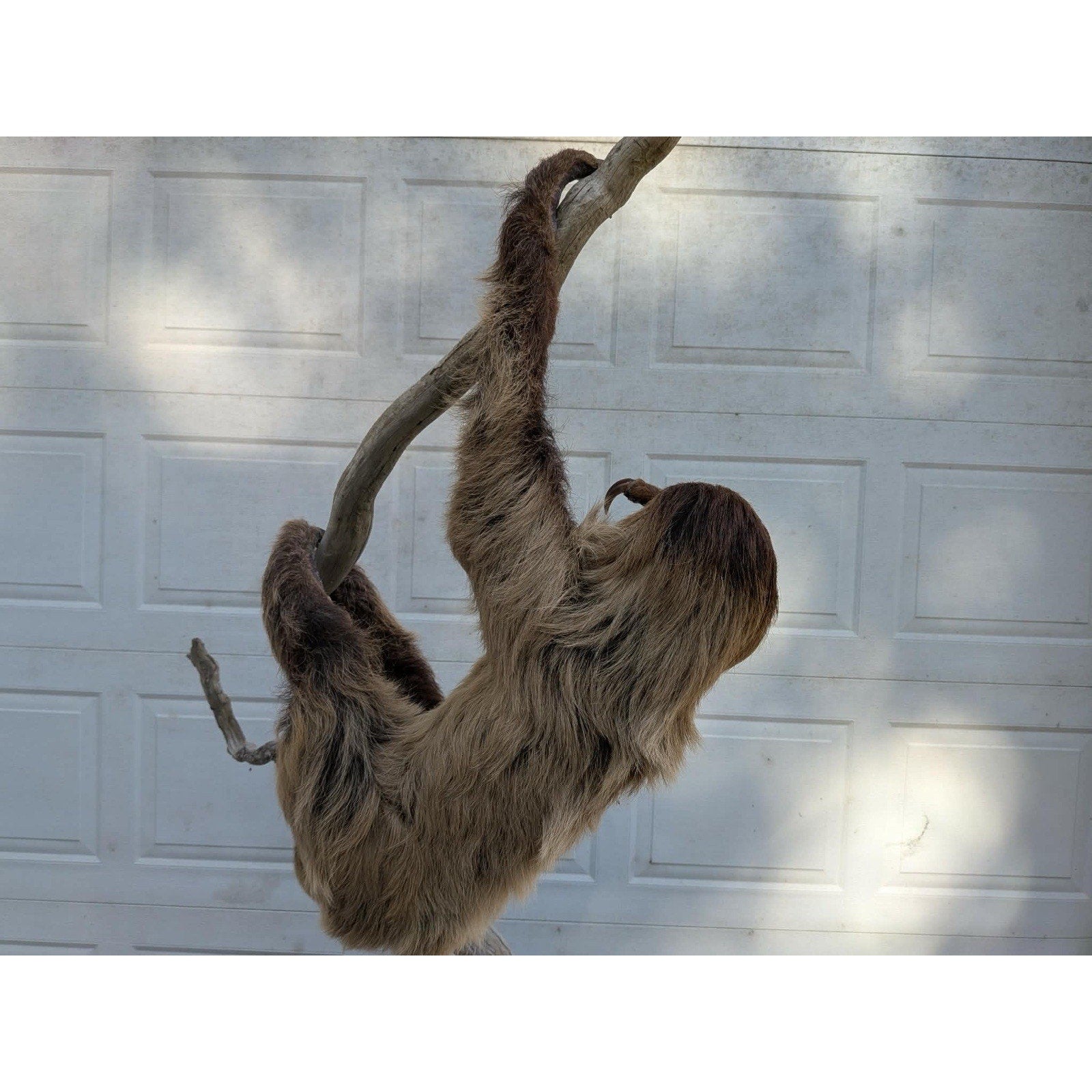 FHPAT160 - New Adult Sloth Taxidermy Mount Full Body