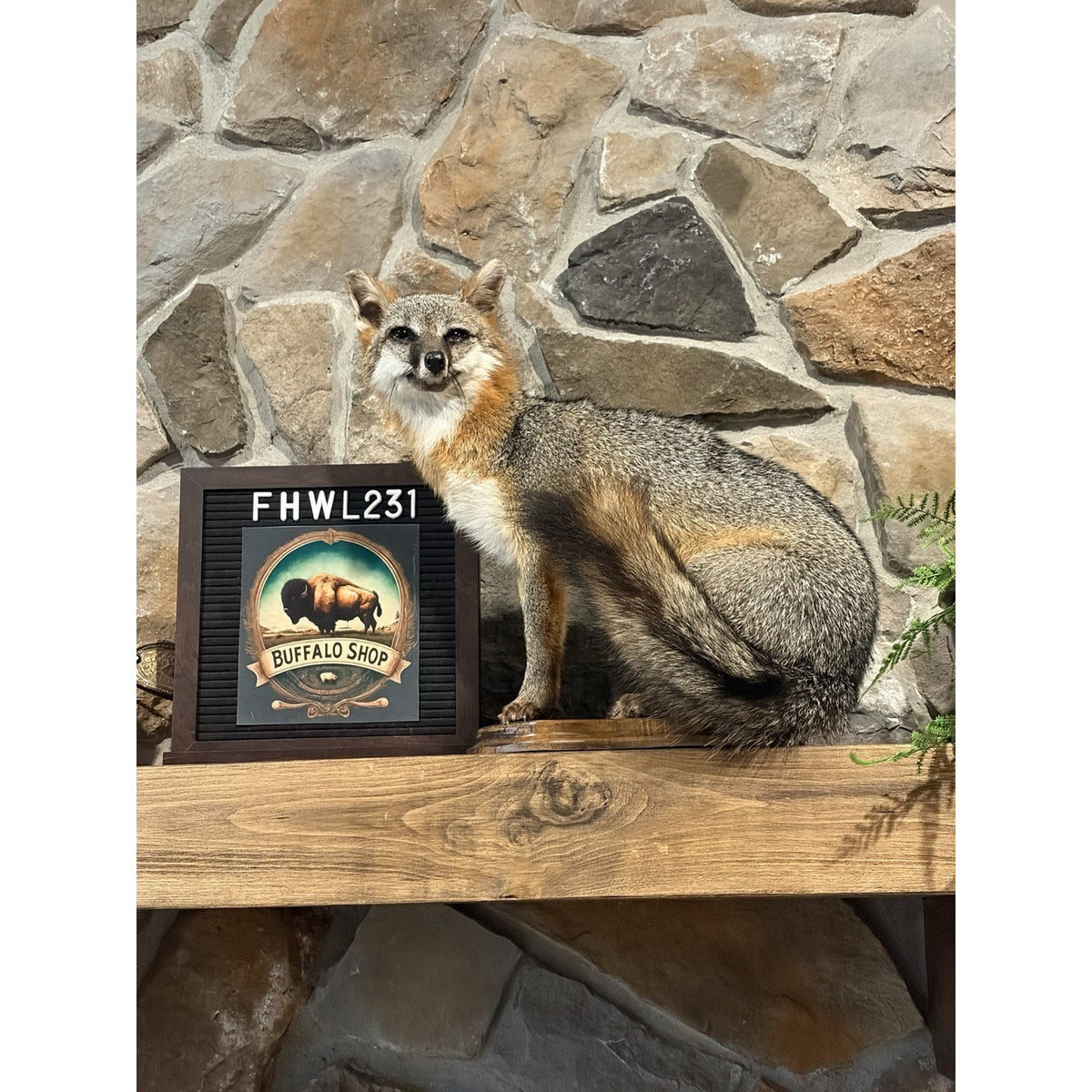FHWL231- Grey Fox Taxidermy Full Body Mount Cabin Camp Man Cave