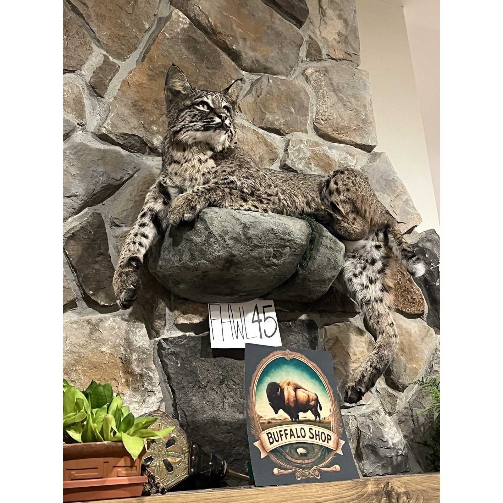 FHWL45 - Bobcat Taxidermy Full Body Mount