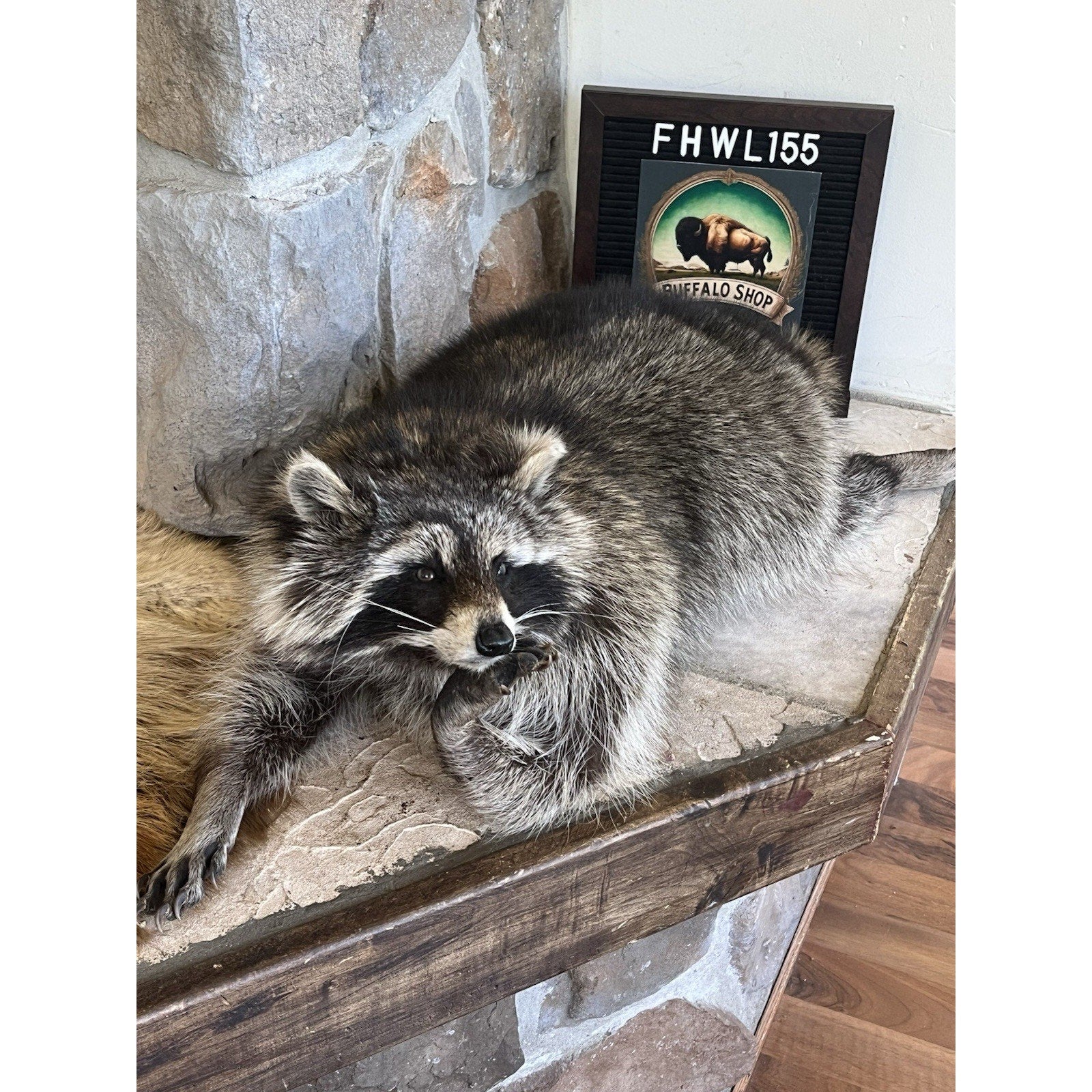 FHWL155 - Real Fat Raccoon Taxidermy Mount