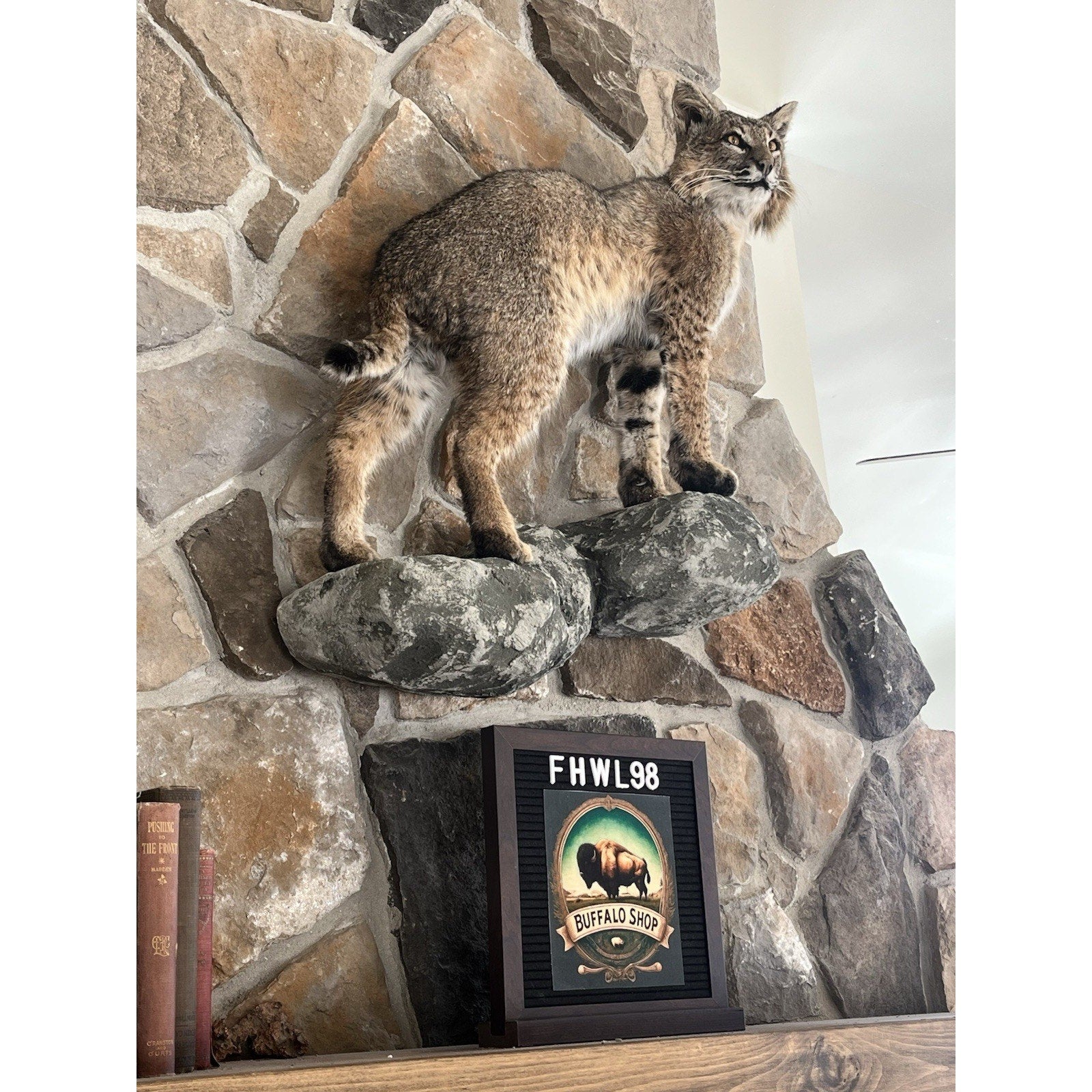 FHWL98 - Bobcat Taxidermy Full Body Mount