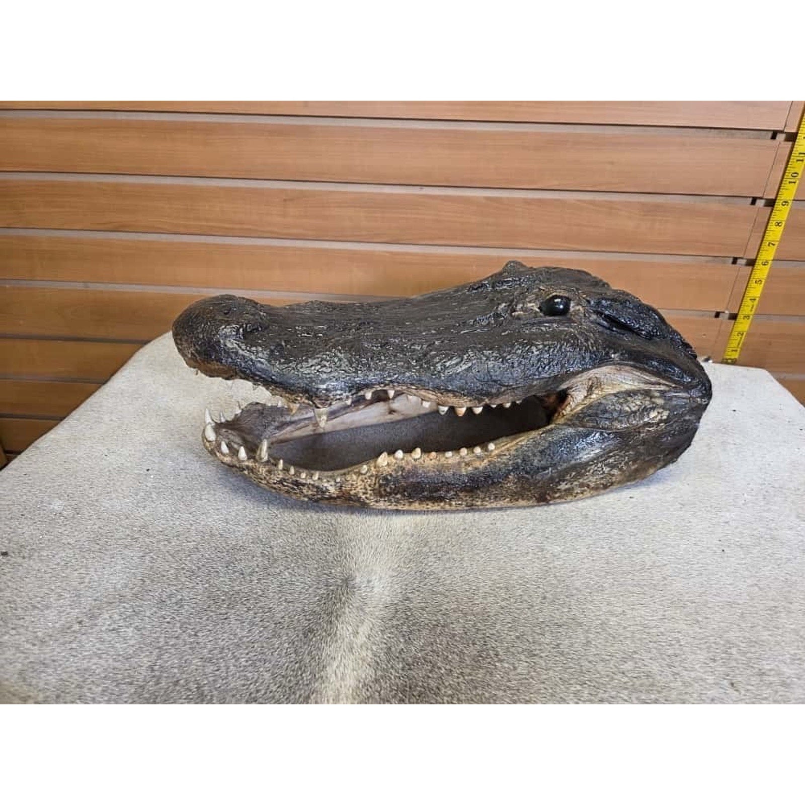 FHCM30 - XL Taxidermy Alligator Head 20”