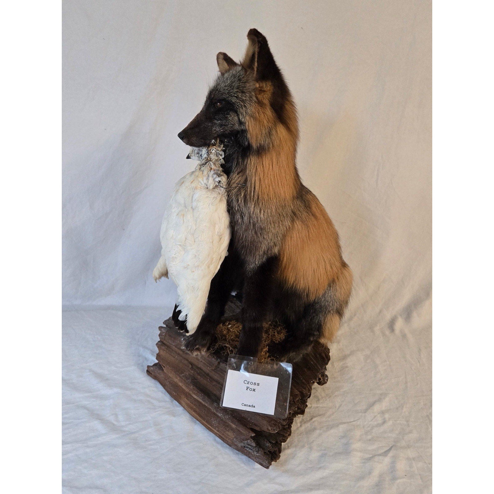 JRADA2 - Cross Fox Taxidermy mount