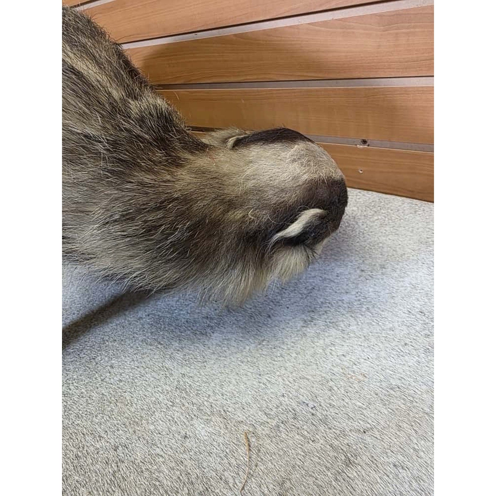 JTV248 - Vintage eurasian badger Taxidermy Mount