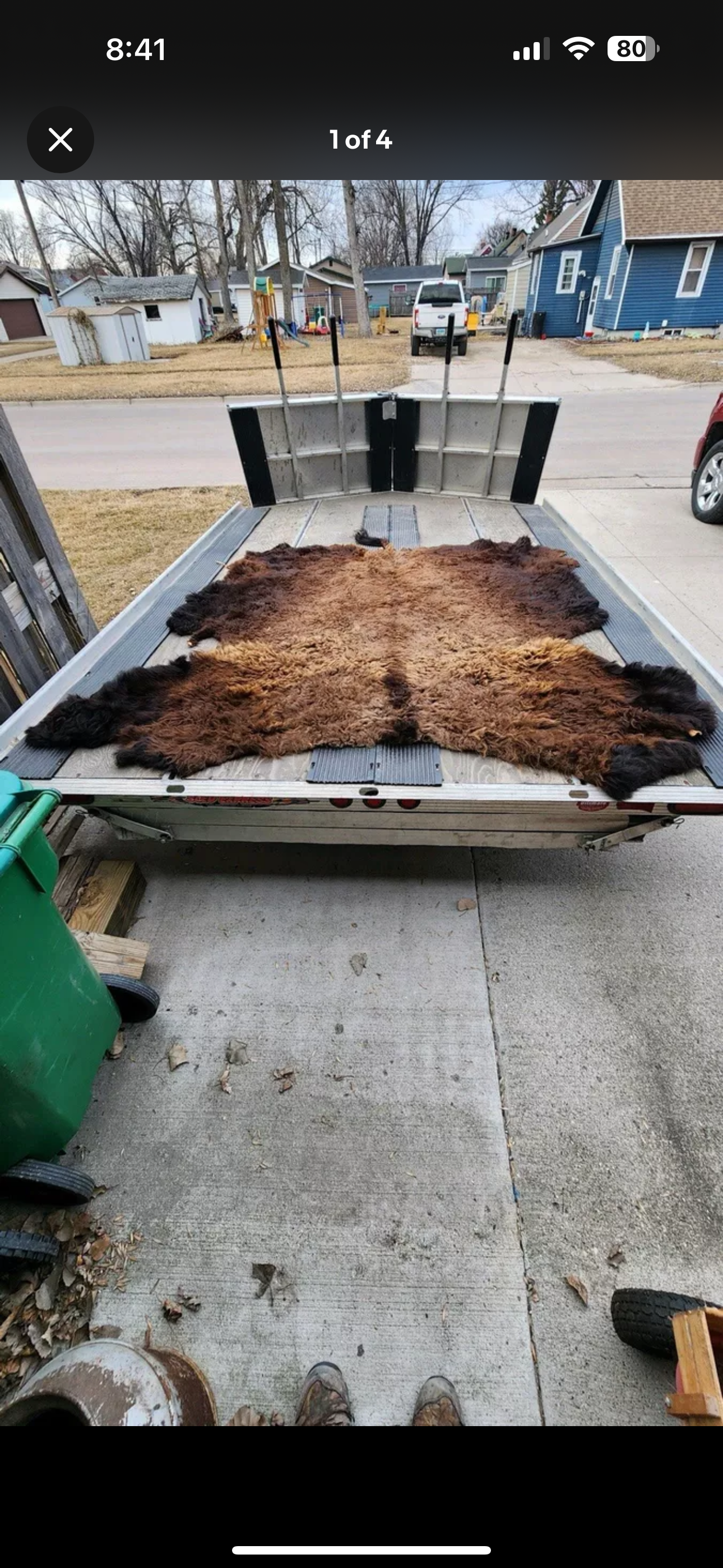 Buff22 Real Buffalo / Bison Fresh Tanned Taxidermy Rug Hide