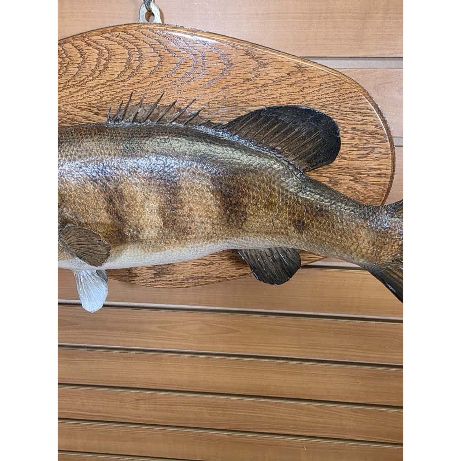 JTV225 - Real Skin LM Bass Fish Taxidermy Mount 19”