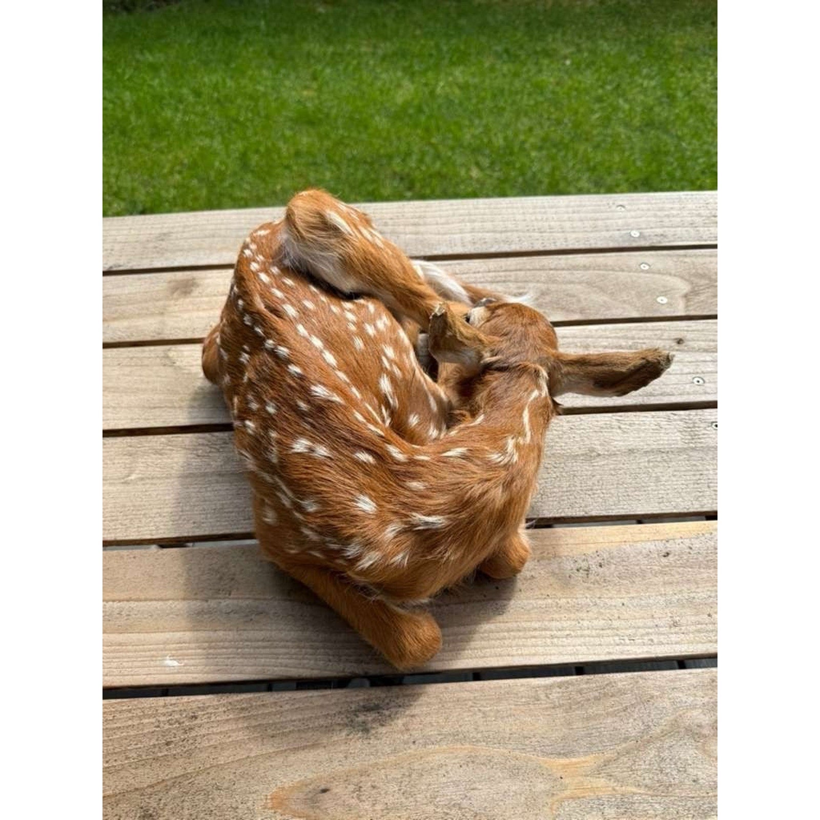 FHWAF2 - Fawn Lifesize Taxidermy Mount