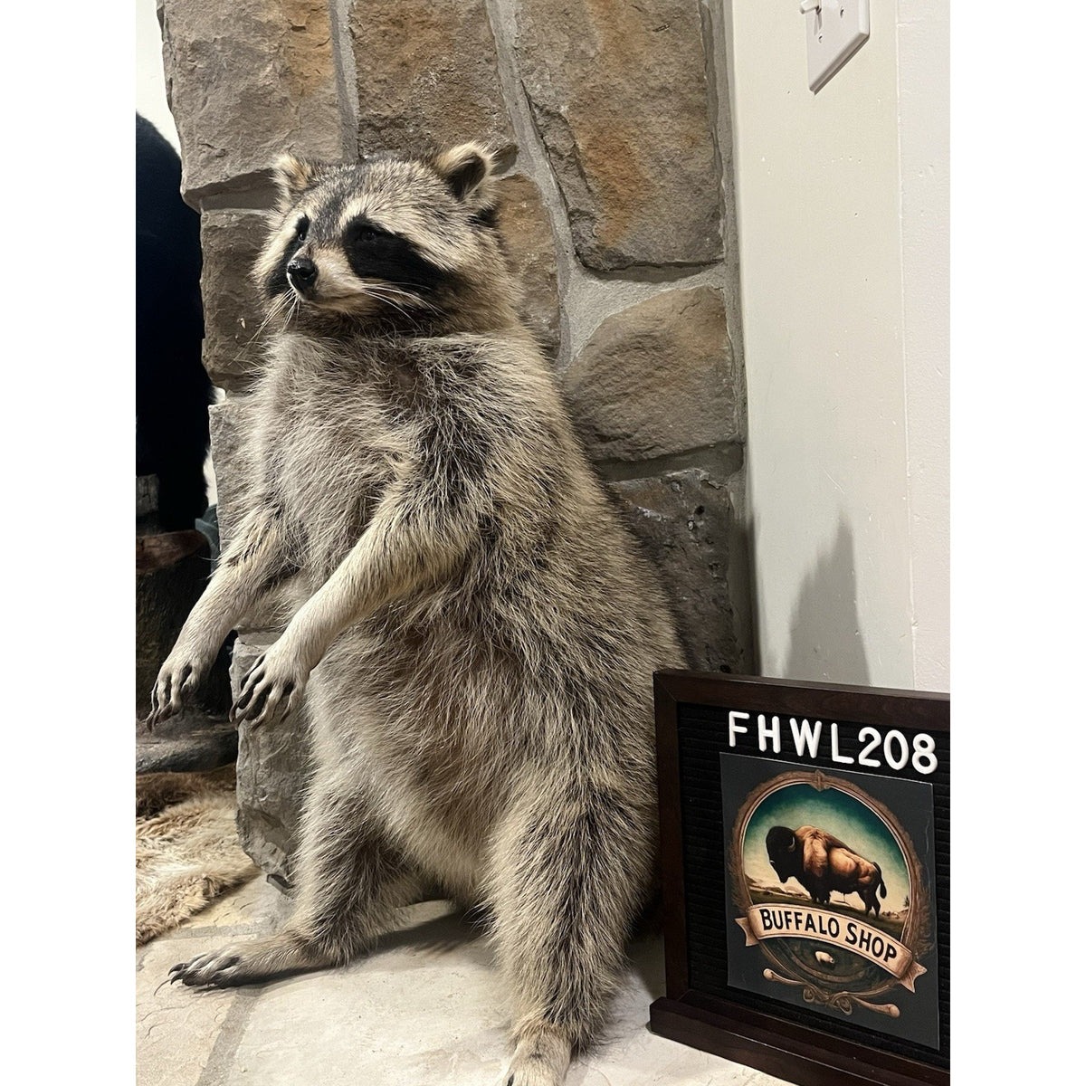 FHWL208 -premium Fat Raccoon Taxidermy Mount
