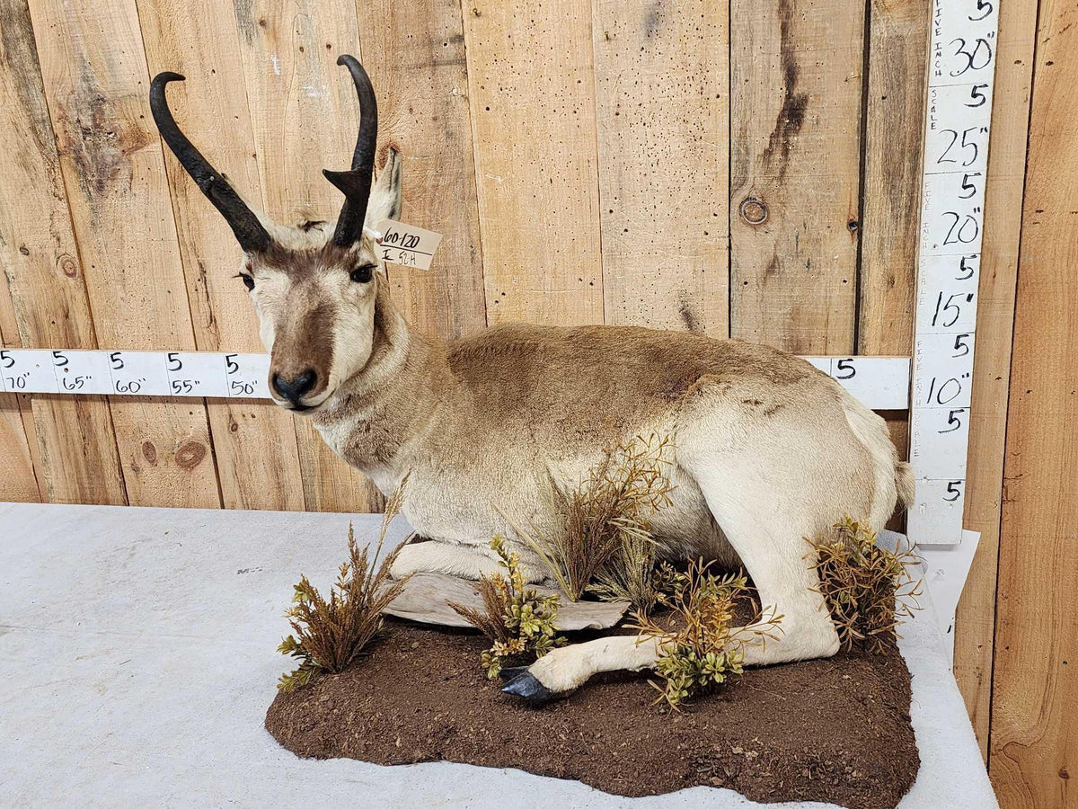 FH52H - Pronghorn Antelope Full Body Taxidermy Mount