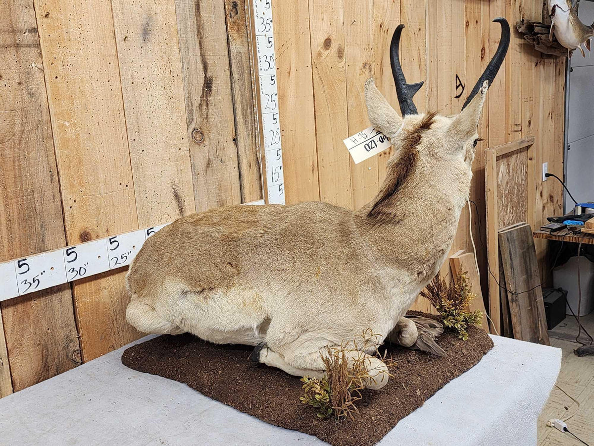 FH52H - Pronghorn Antelope Full Body Taxidermy Mount