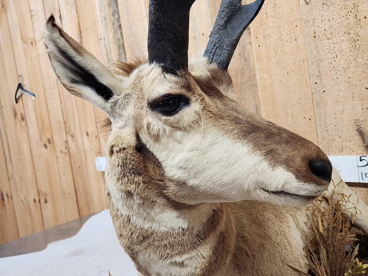 FH52H - Pronghorn Antelope Full Body Taxidermy Mount