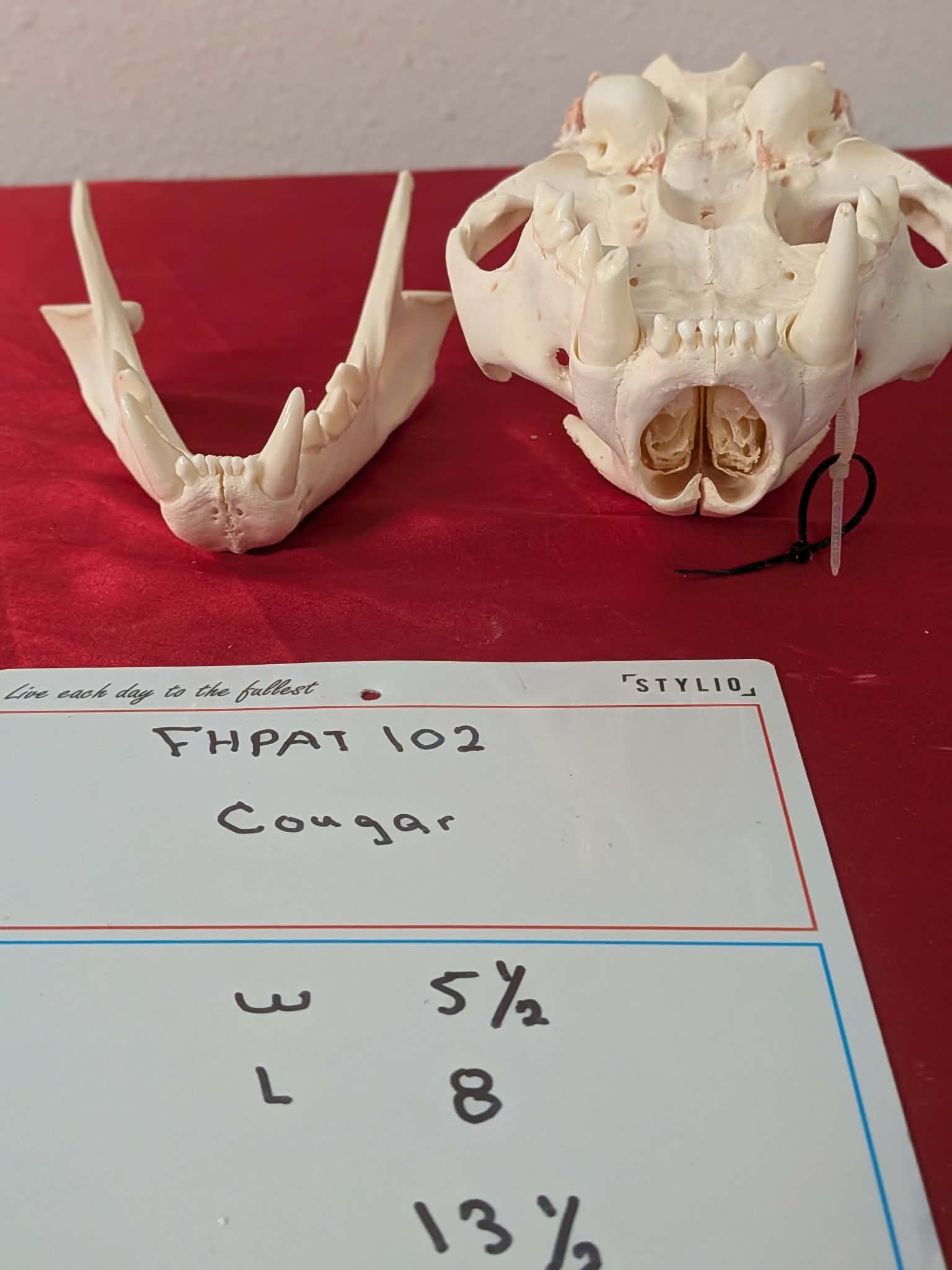 FHPAT102 - real Cougar Skull professionally cleaned