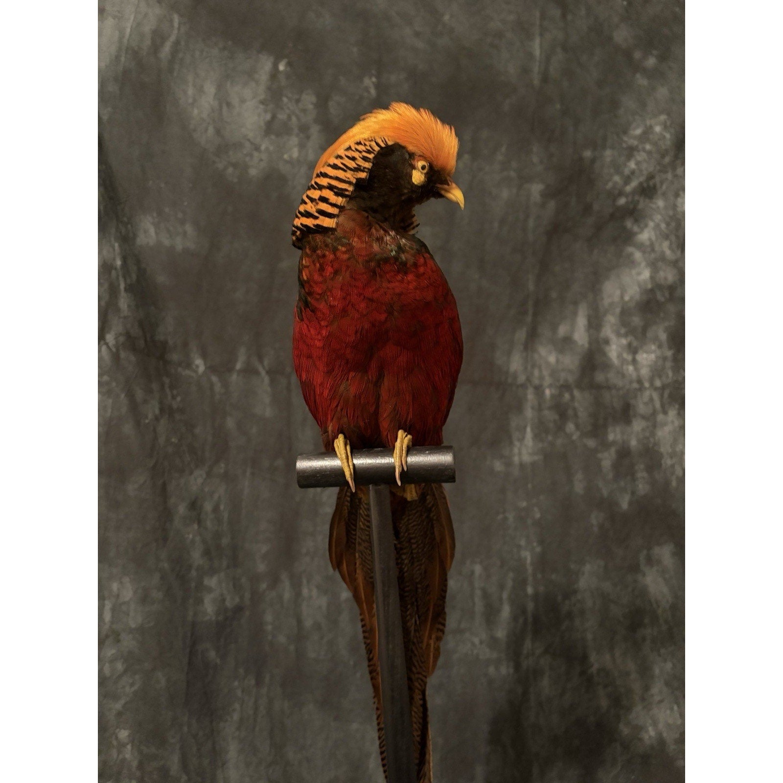 JRADA3 - Dark throated Golden pheasant Taxidermy Mount