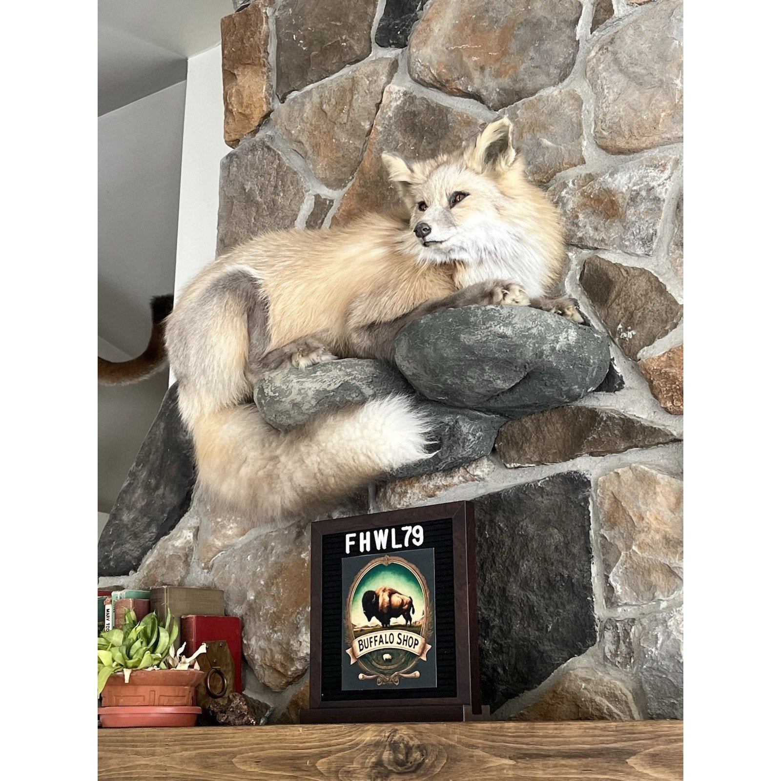 FHWL79 - Museum Quality Red Fox Taxidermy mount