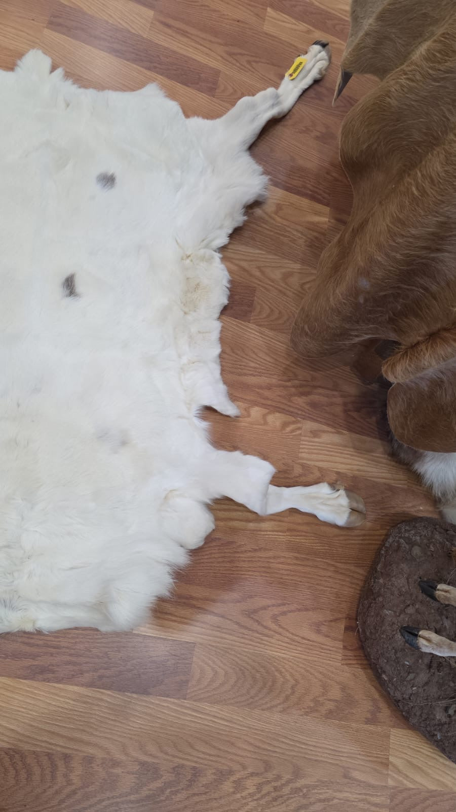 FHSD43 - caribou white beautiful hide 50”x30”