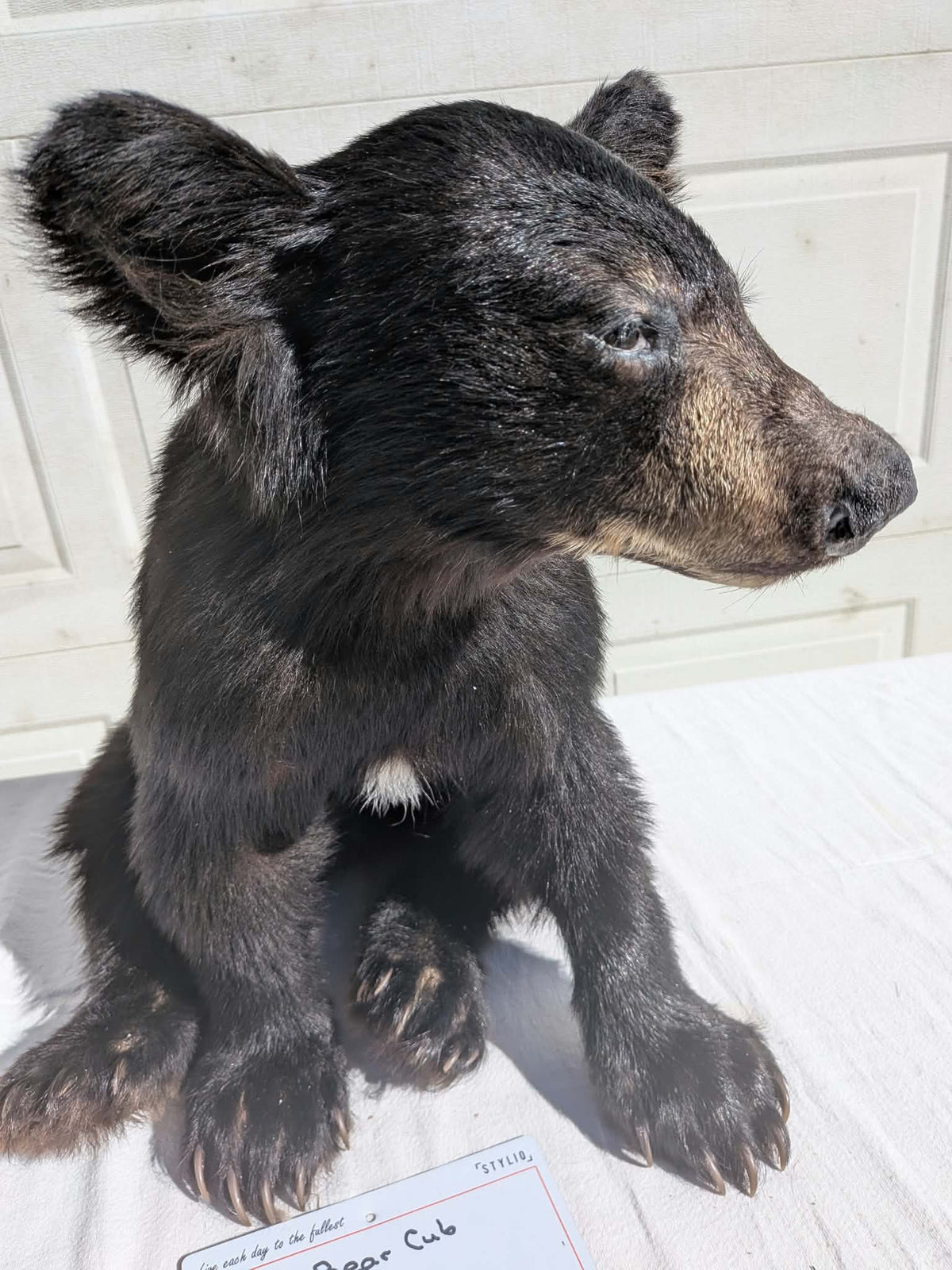 FHPAT235 -Baby Black Bear Cub Full Body taxidermy mount