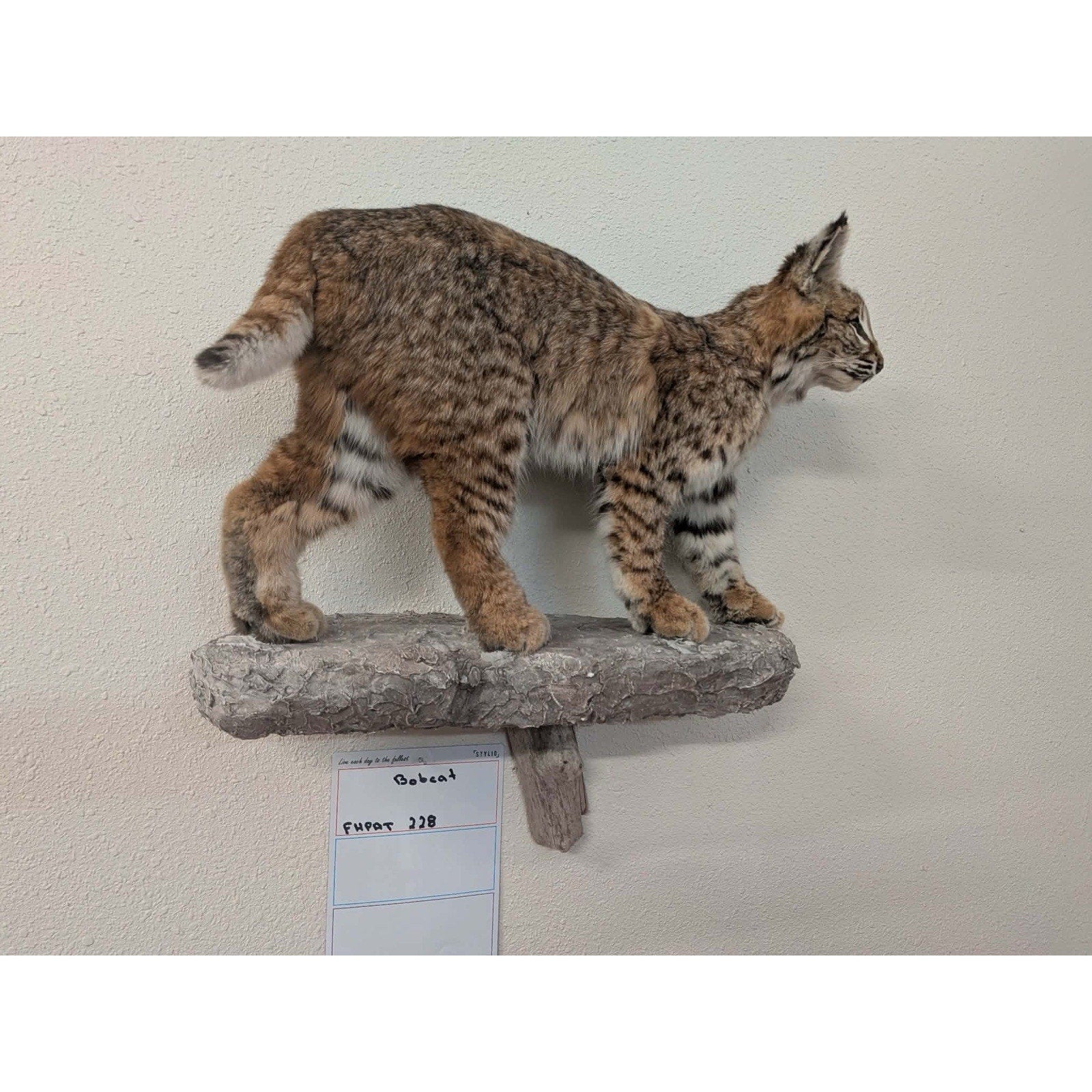 FHPAT228 - Bobcat Taxidermy Full Body Mount