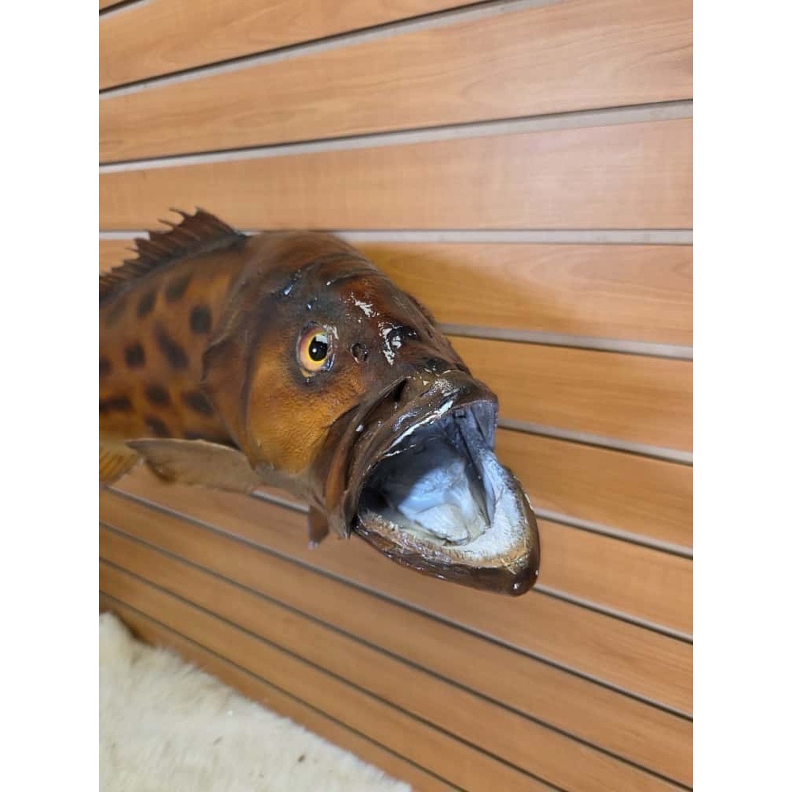 JTV222 - Grouper 34” Fish Real Skin Taxidermy Mount