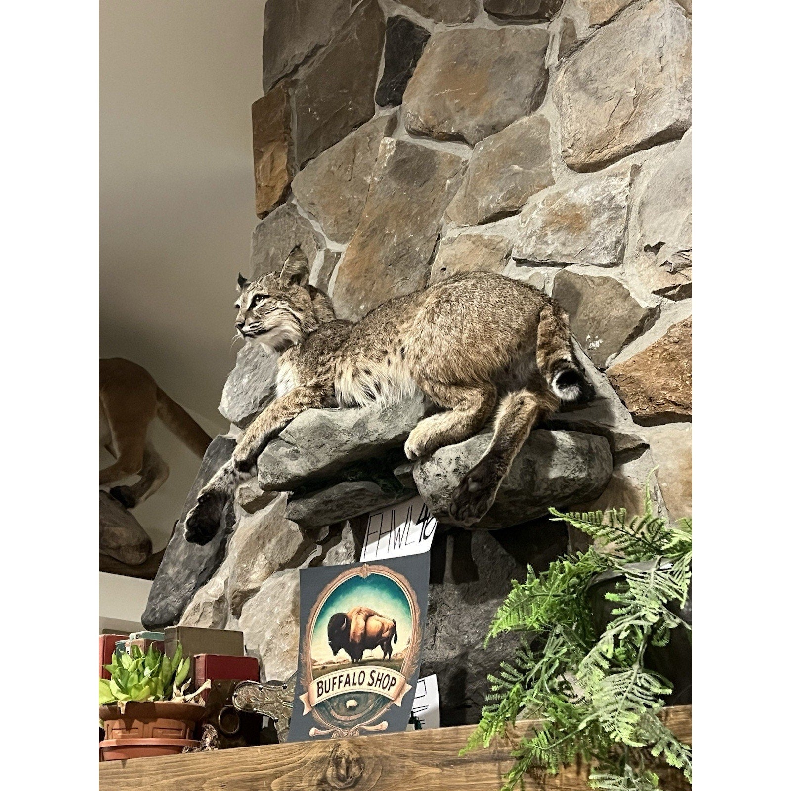 FHWL46 - Bobcat Taxidermy Full Body Mount