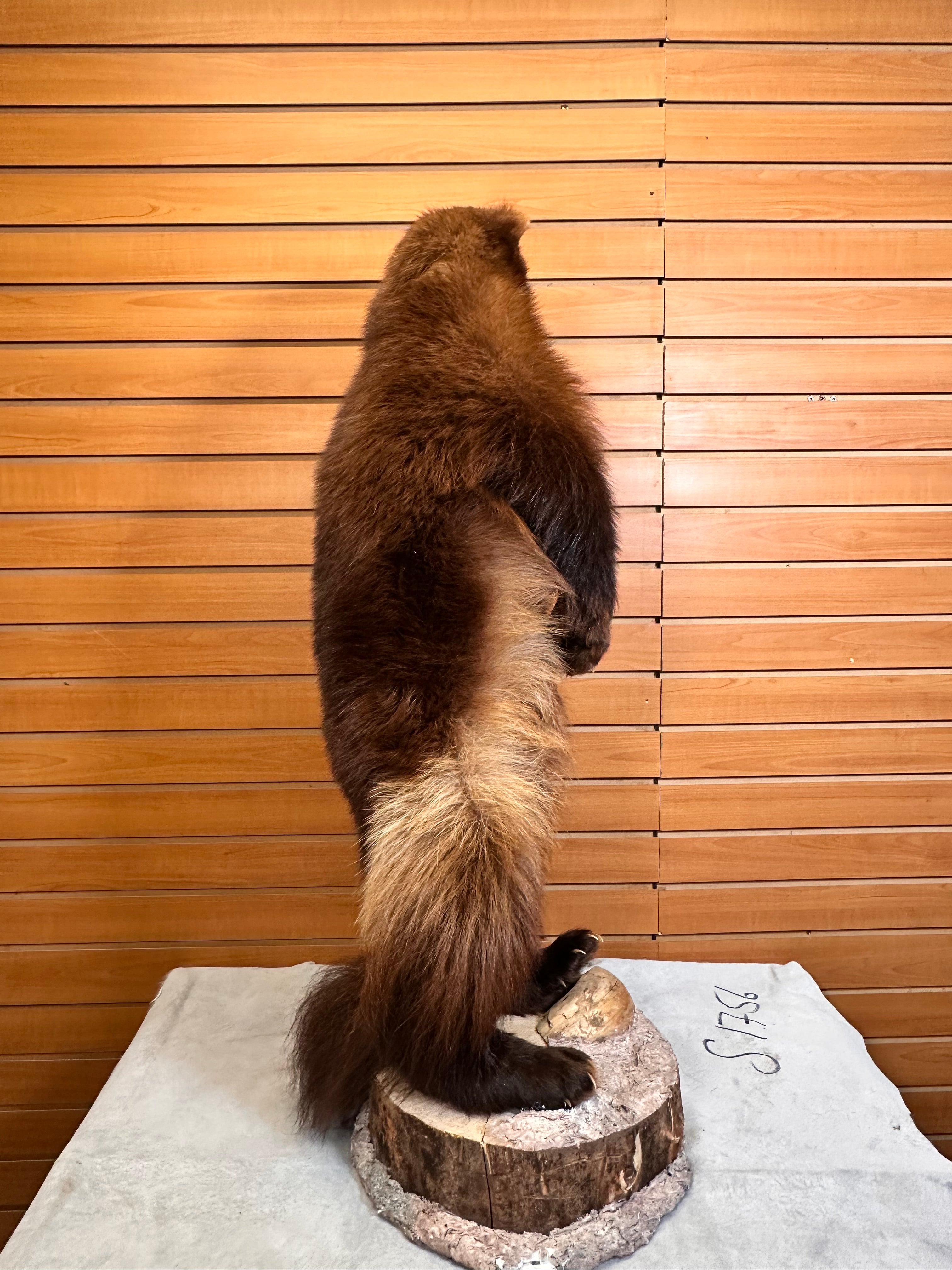 FHWOLV42-Beautiful Real Alaskan Wolverine Prime Fur Taxidermy Mount