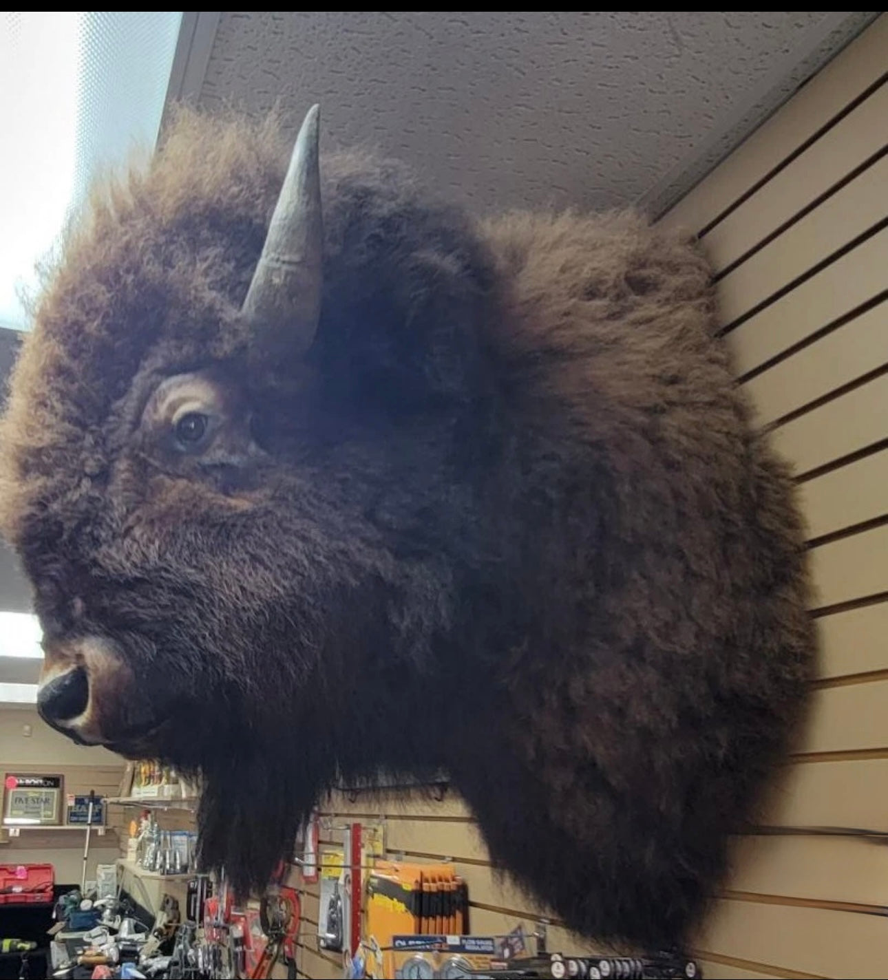 FHDONNA2- Buffalo Taxidermy Shoulder mount Bull
