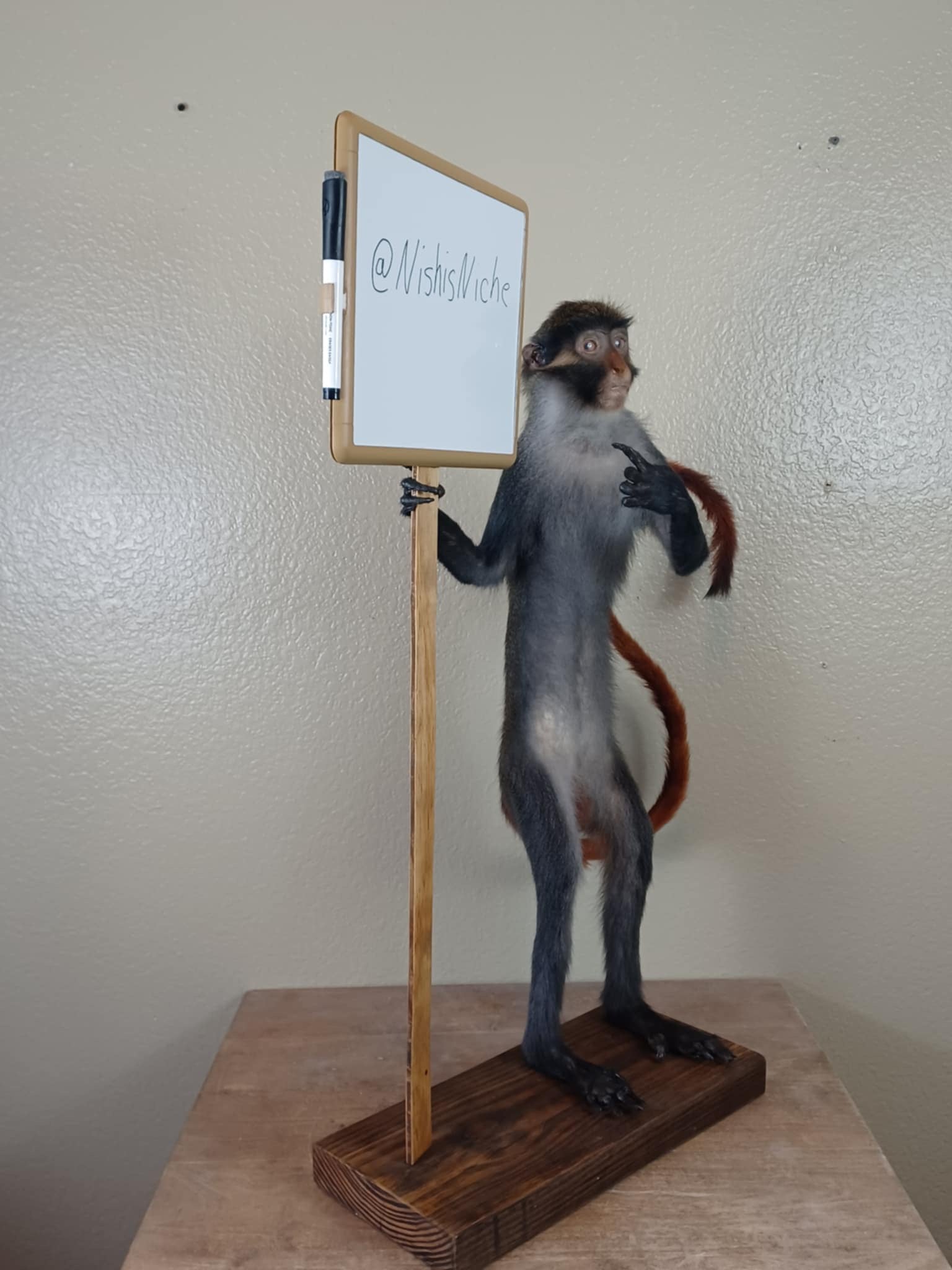 Red eared monkey taxidermy mount