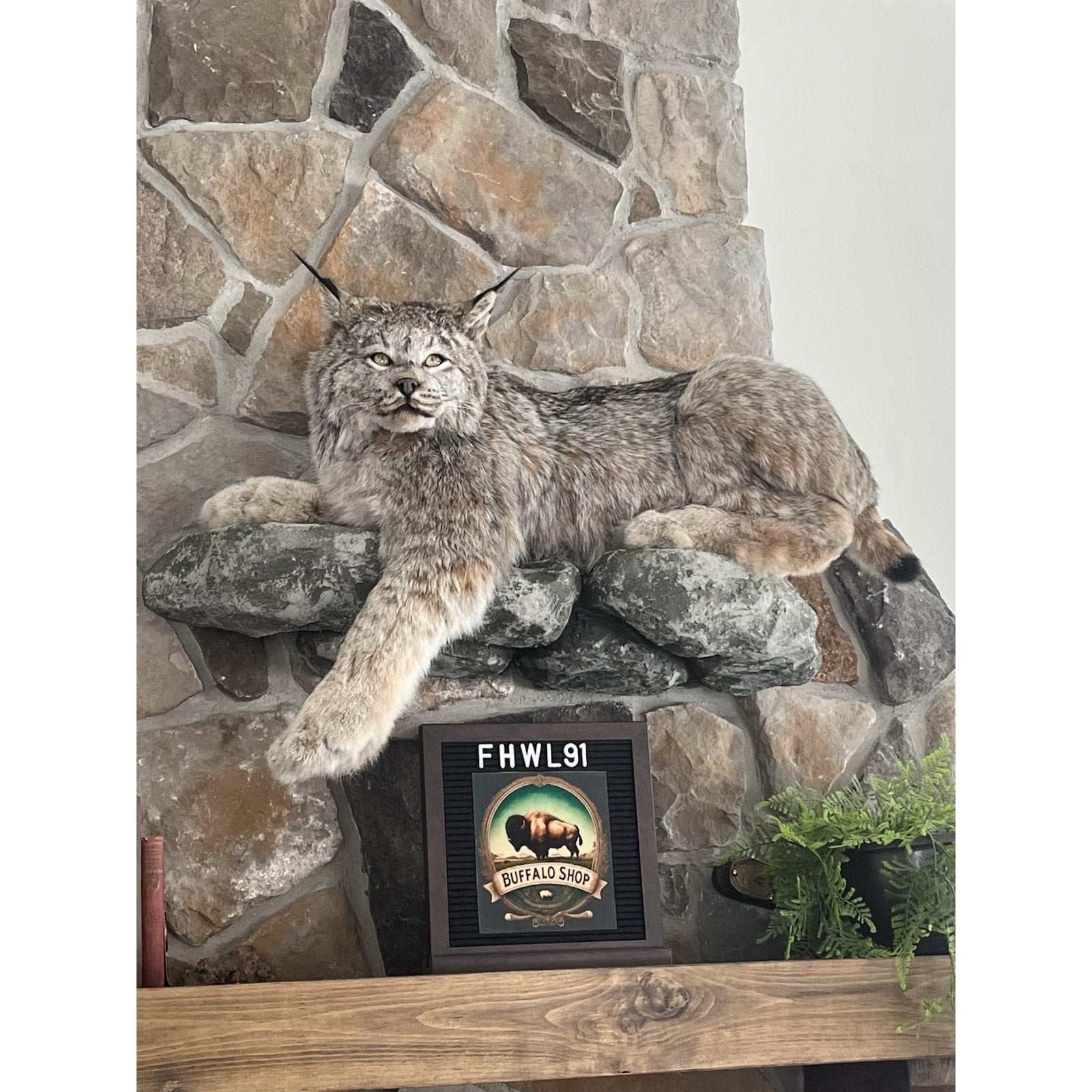 FHWL91 - Alaskan Lynx Taxidermy Full Body Mount Prime Fur