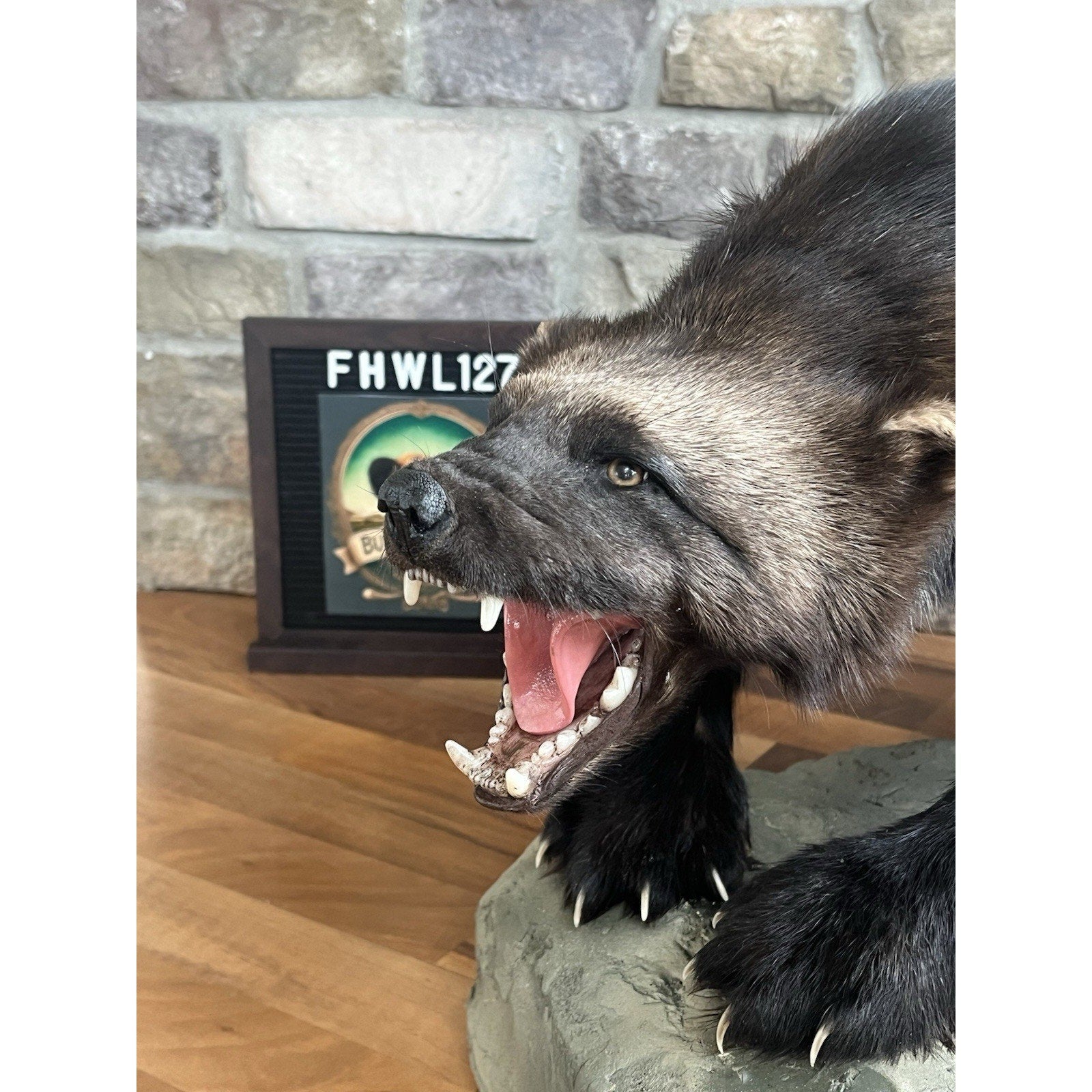 FHWL127 - Beautiful Aggressive Alaskan Wolverine Prime Fur Taxidermy Mount