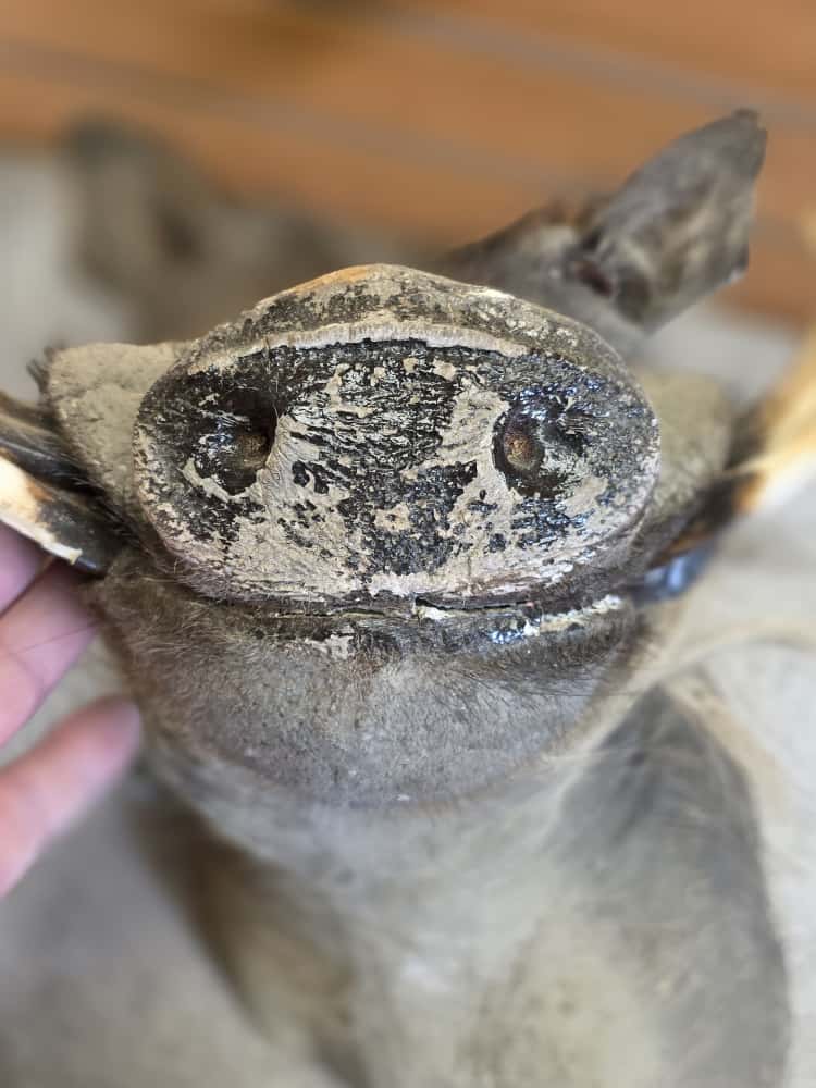 FHAB15 - African Warthog Head – Taxidermy Mount