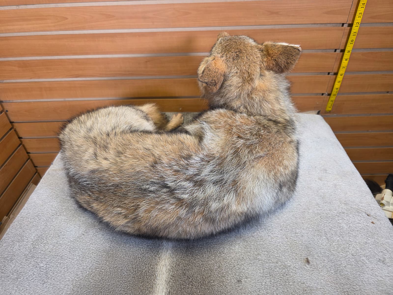 KMCY34 - Full-Body Coyote Taxidermy Mount
