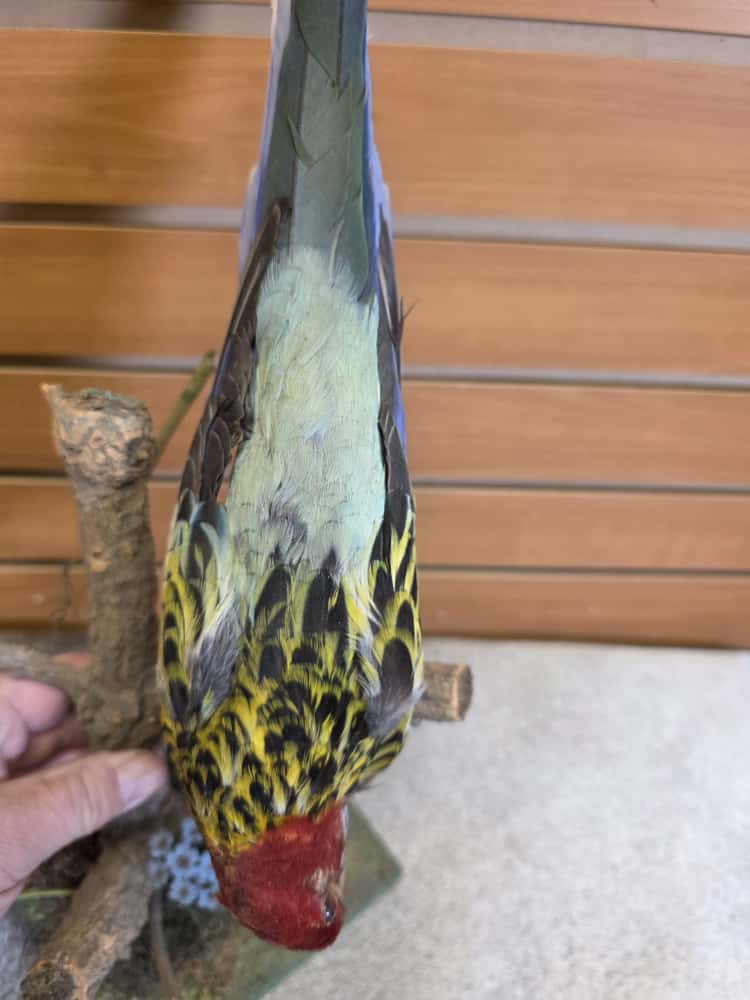 JTV276 - Farm-Raised Eastern Rosella Parrot