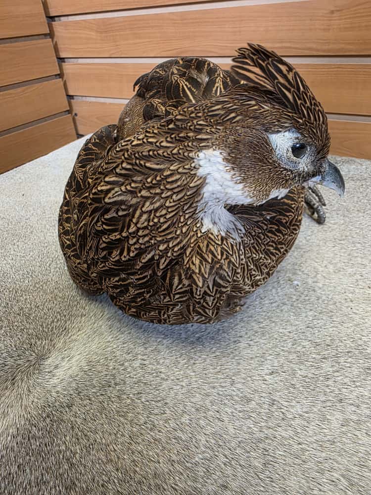 JTV277 - Impeyan Pheasant Hen Full Mount