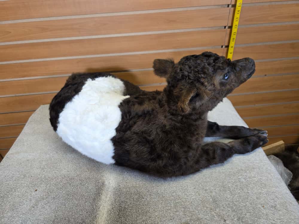 FHAB13 - Buffalo taxidermy mount (Cross Cow) Beeffalo