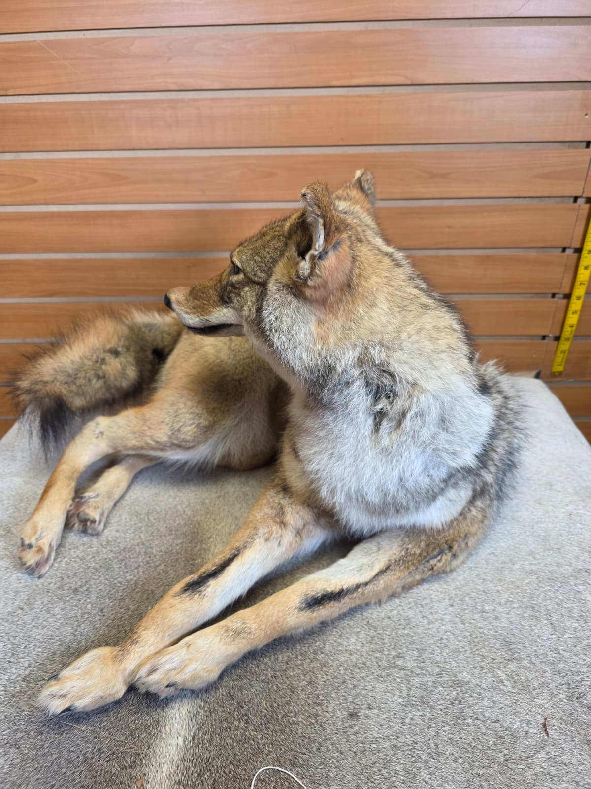KMCY33 - Full-Body Coyote Taxidermy Mount