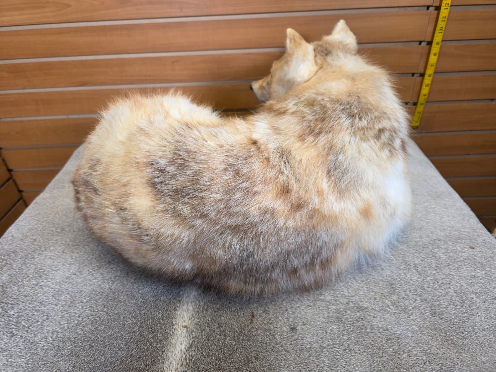 KMCY27 - Full-Body Coyote Taxidermy Mount