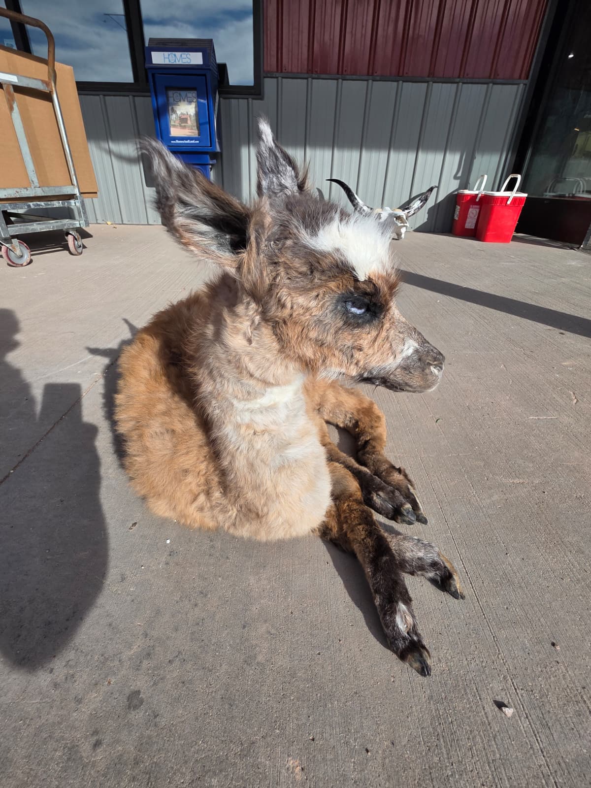 FHAB18 - Full-Body Alpaca Taxidermy Mount