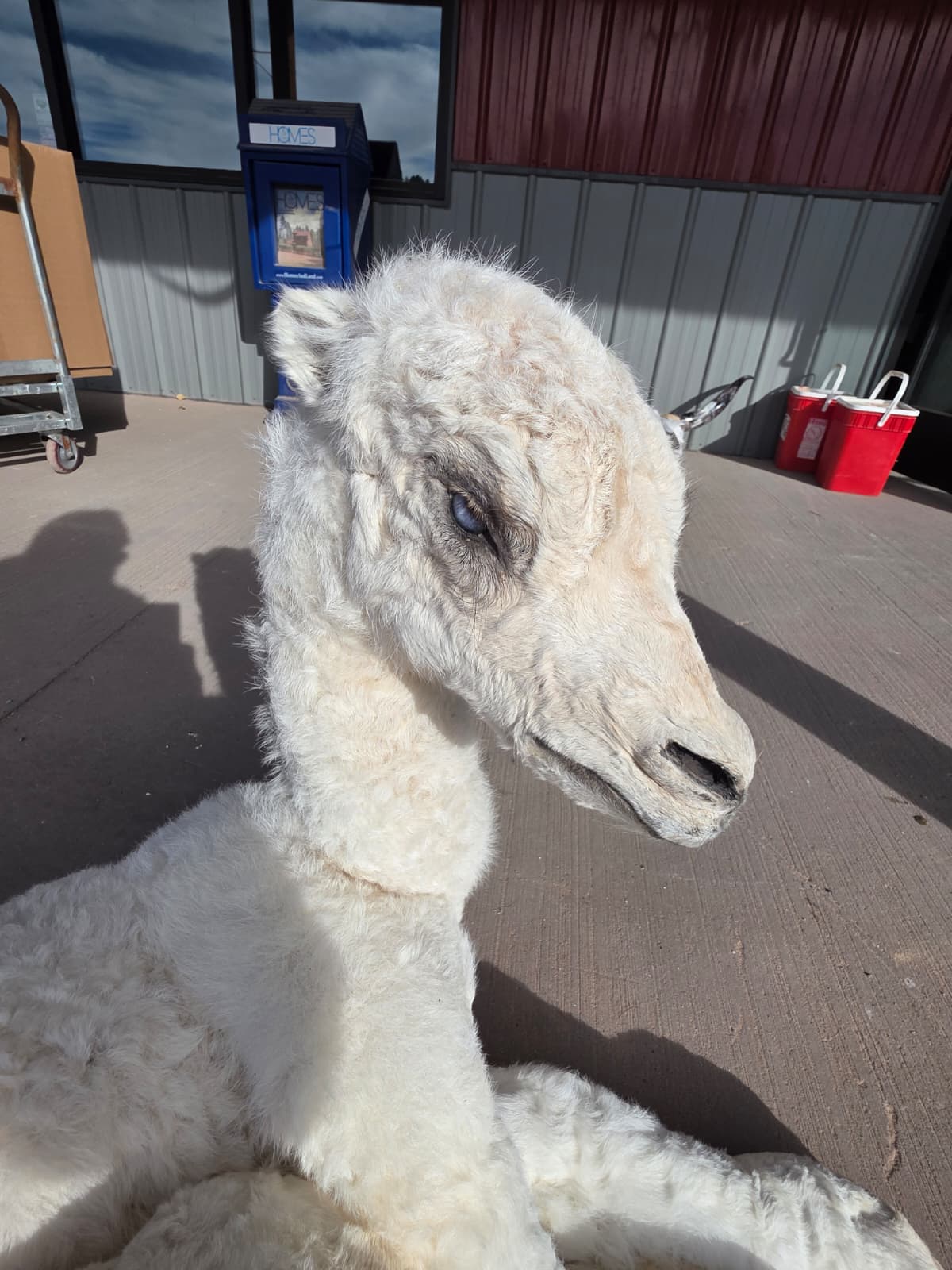 FHAB17 - Alpacas – Camelids Full-Body Taxidermy Mount